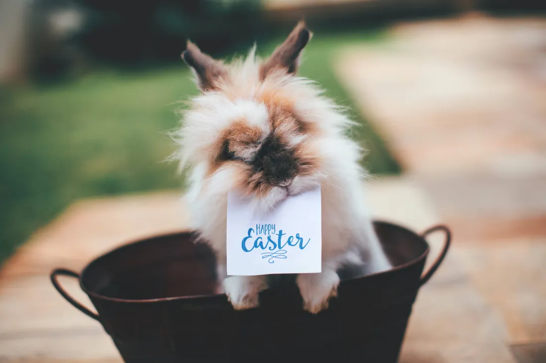 Easter Bunny