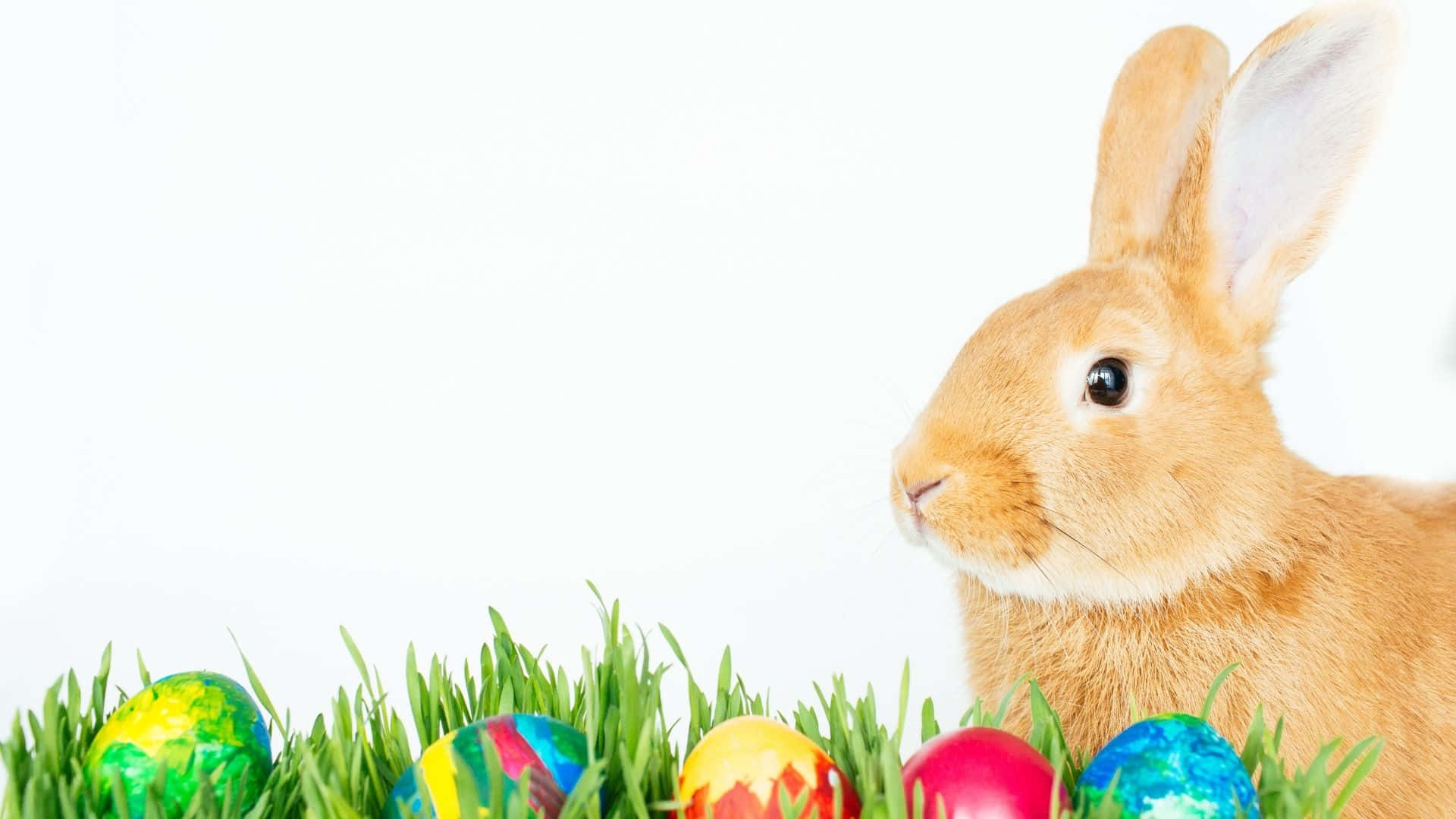 Easter Bunny, fluffy brown rabbit, vibrant Easter eggs, Full HD Desktop Wallpaper