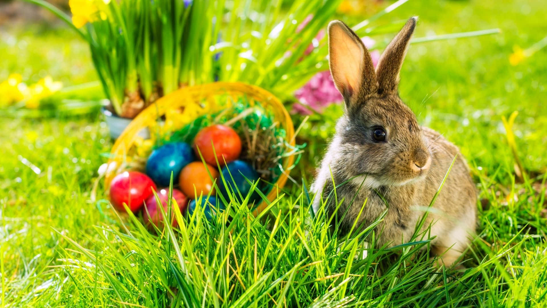 Easter Bunny, brown rabbit, vibrant green grass, Full HD Desktop Wallpaper