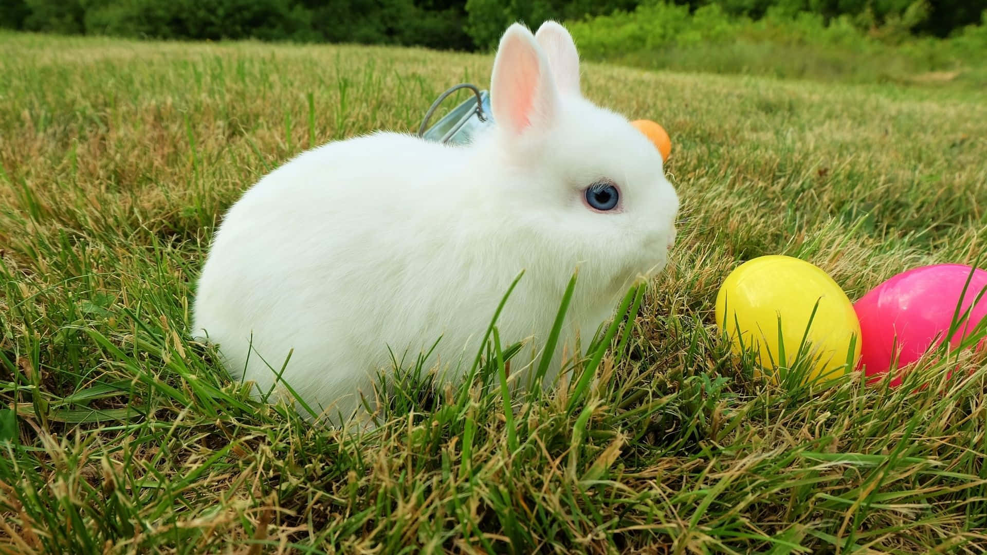 Easter Bunny, fluffy white rabbit, striking blue eyes, Full HD Desktop Wallpaper