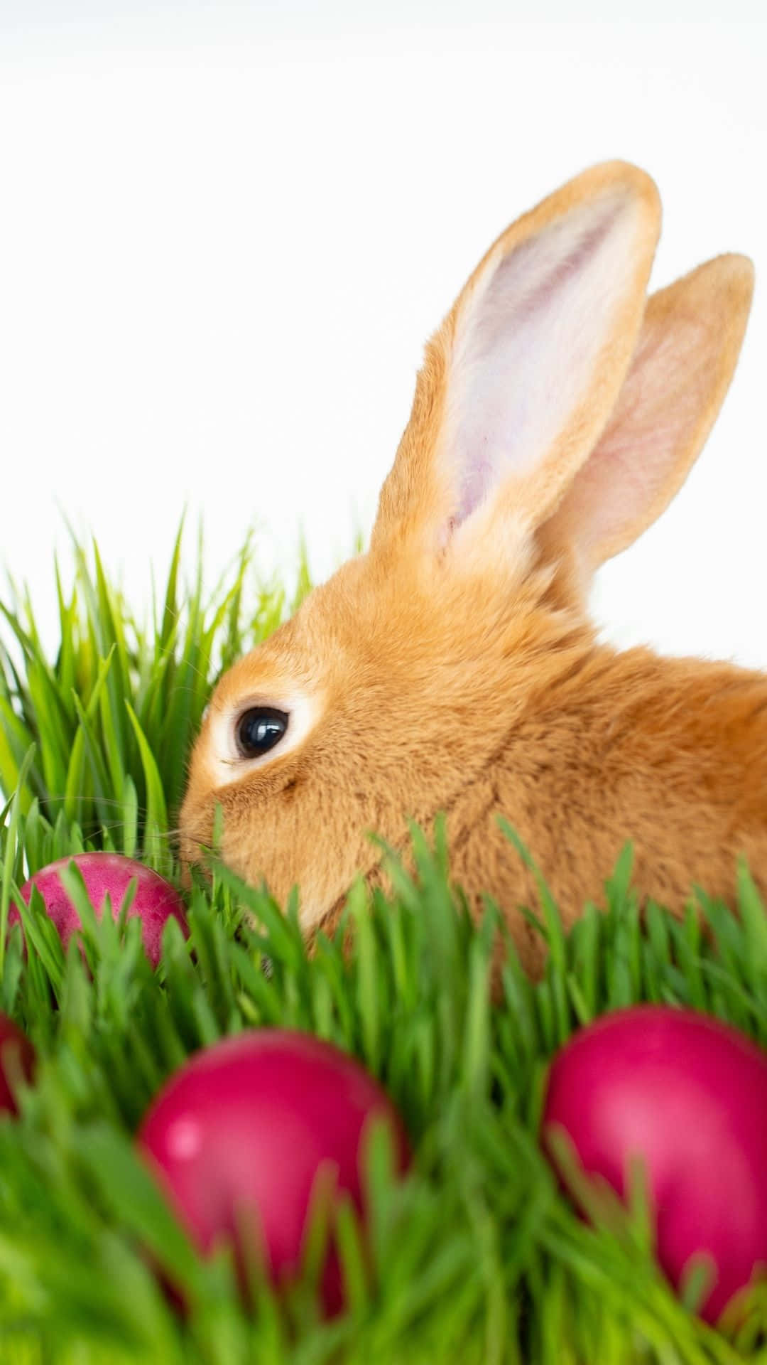 Easter Bunny, fluffy brown rabbit, vibrant green grass, Full HD Phone Wallpaper