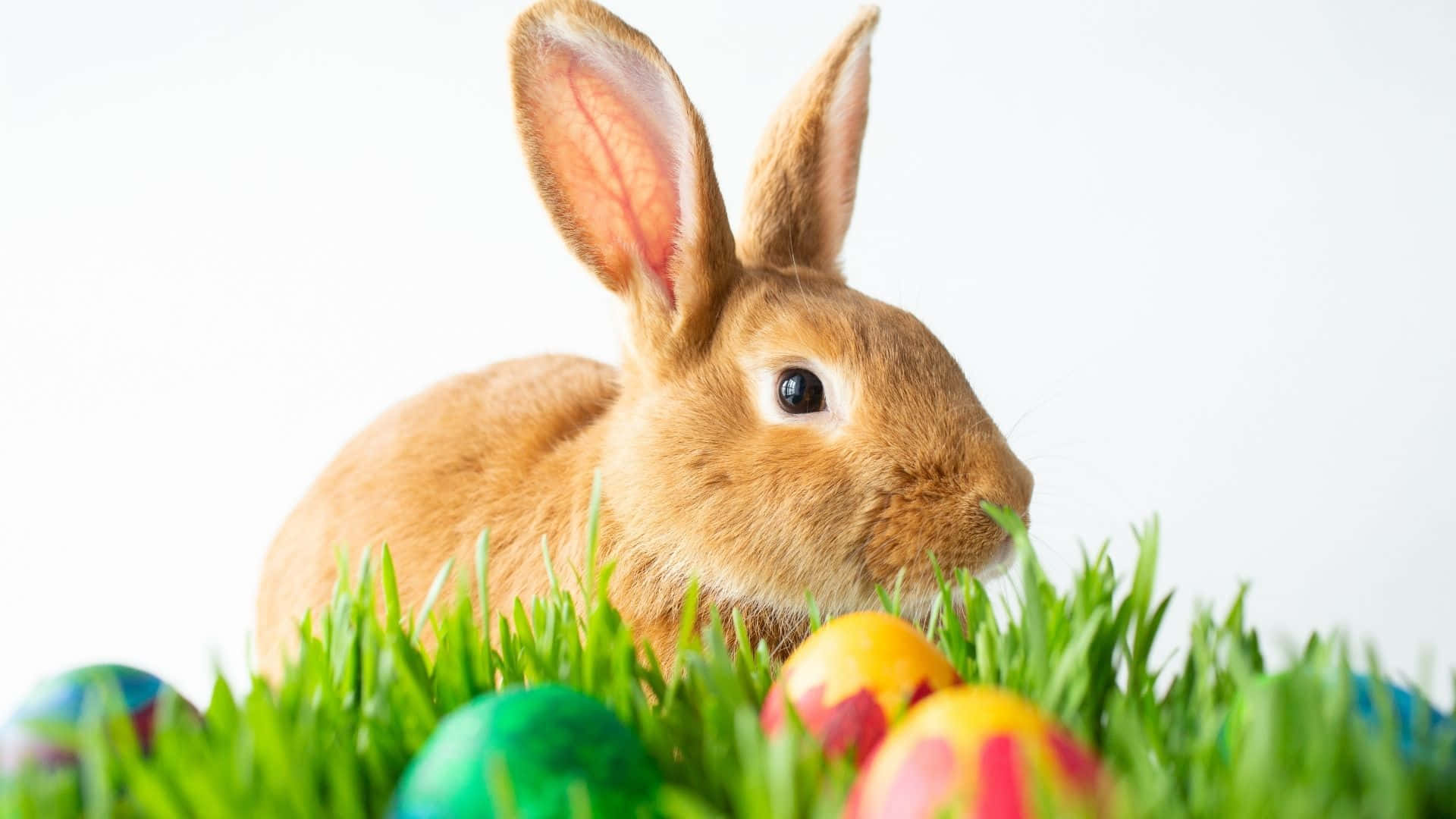 Easter Bunny, fluffy brown rabbit, vibrant green grass, Full HD Desktop Wallpaper
