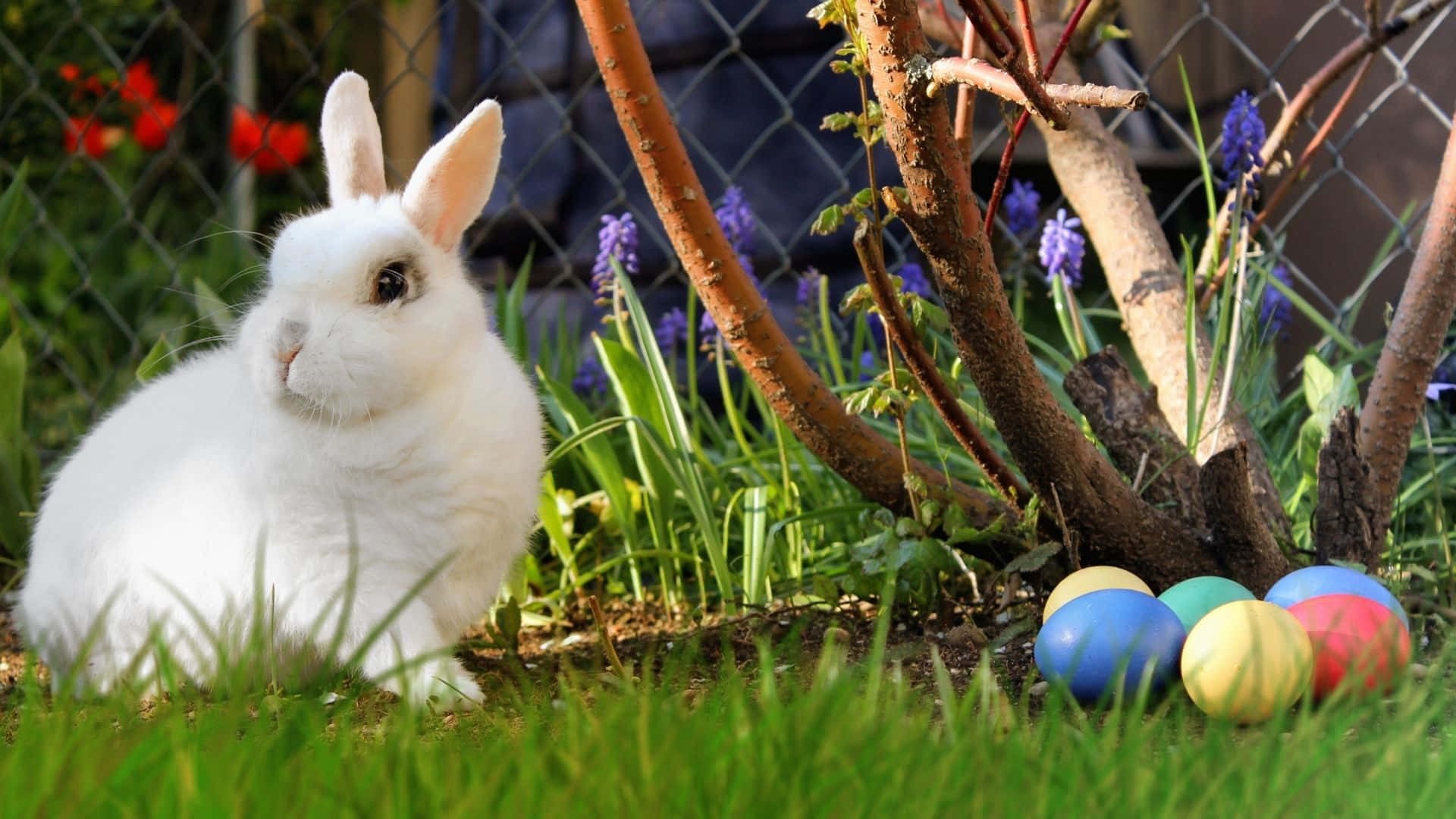 Easter Bunny, fluffy white rabbit, vibrant green grass, Full HD Desktop Wallpaper