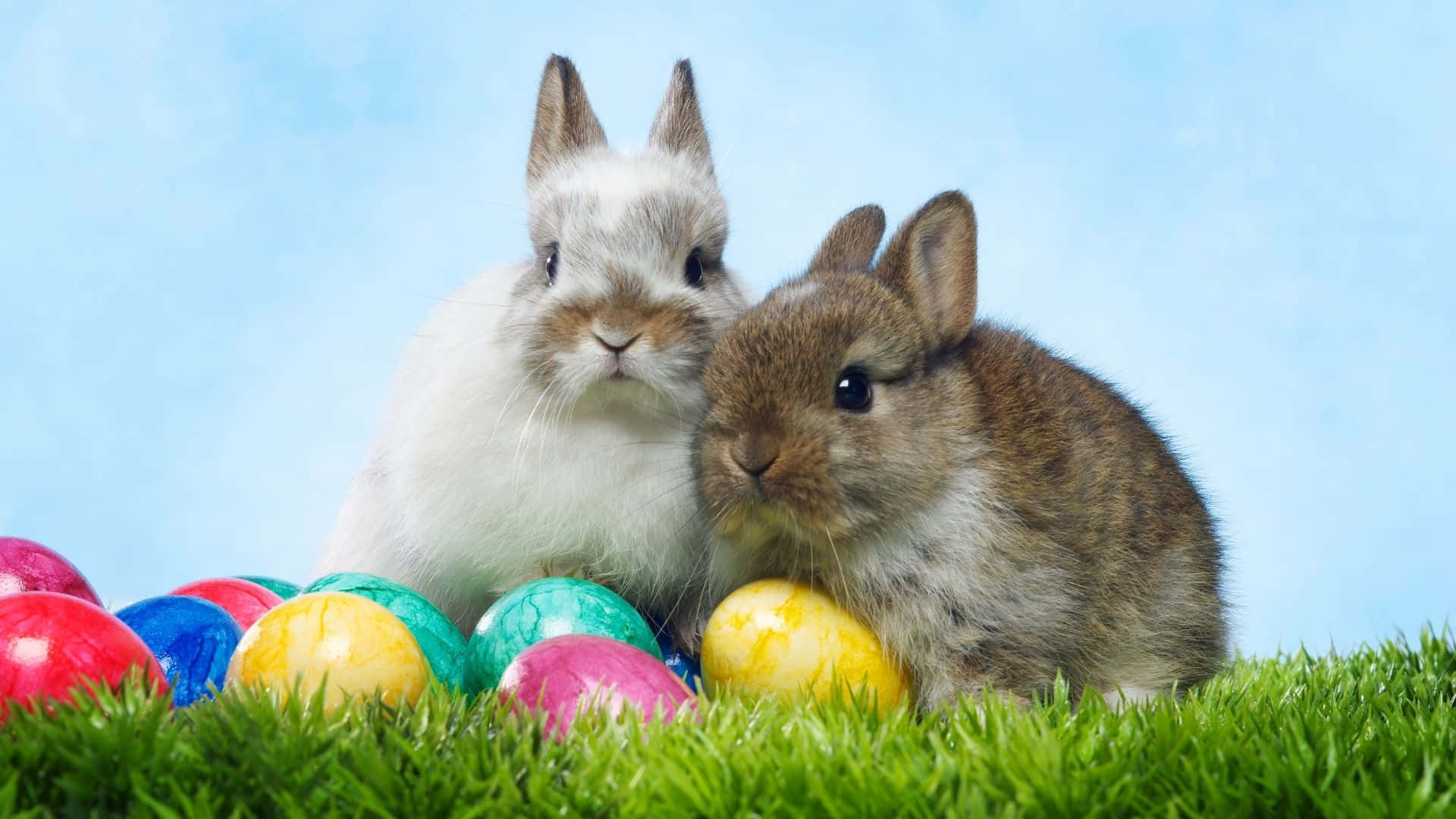 Easter Bunny, colorful Easter eggs, vibrant green grass, Full HD Desktop Wallpaper