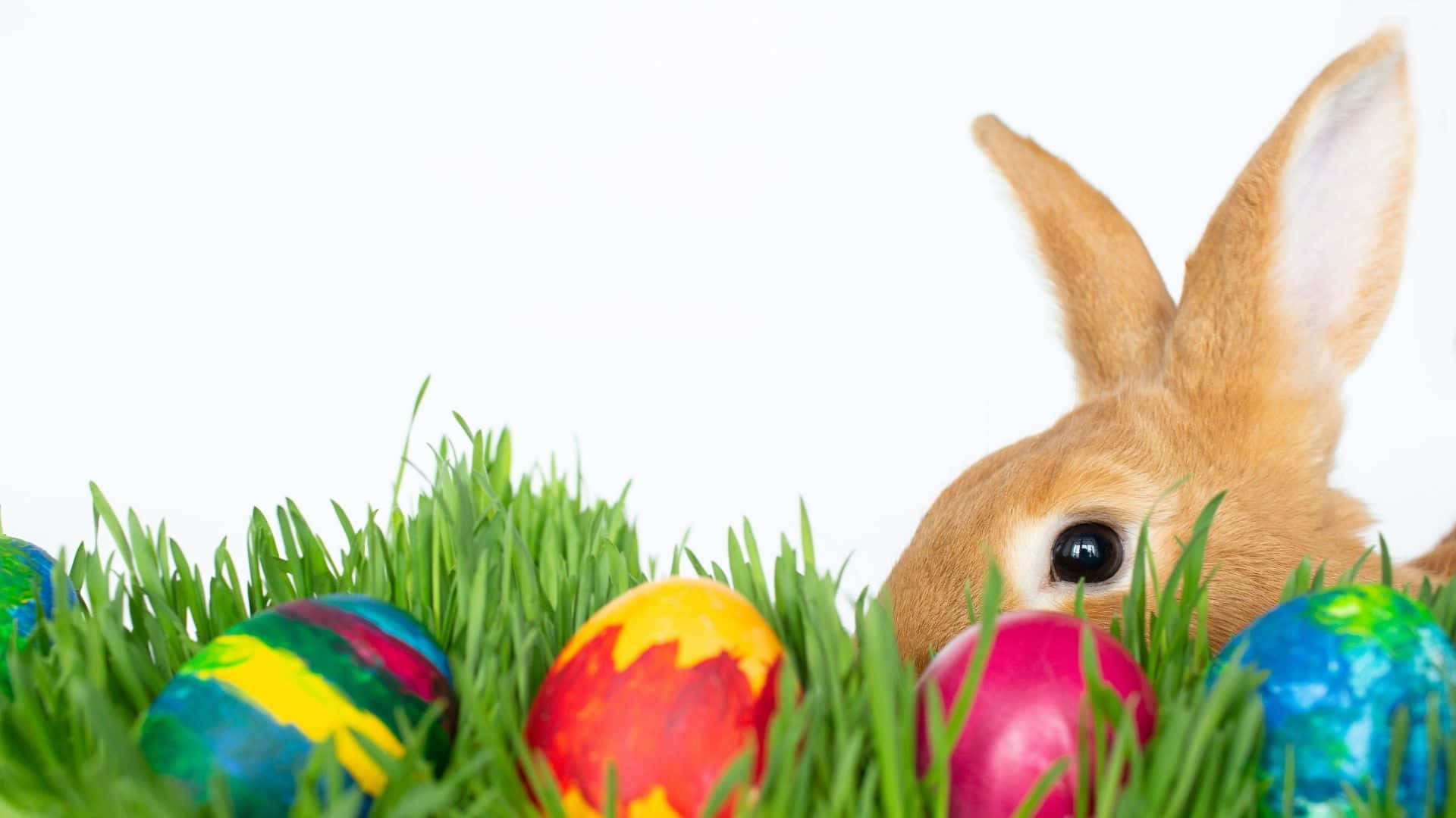 Easter Bunny, fluffy brown bunny, vibrant green grass, Full HD Desktop Wallpaper