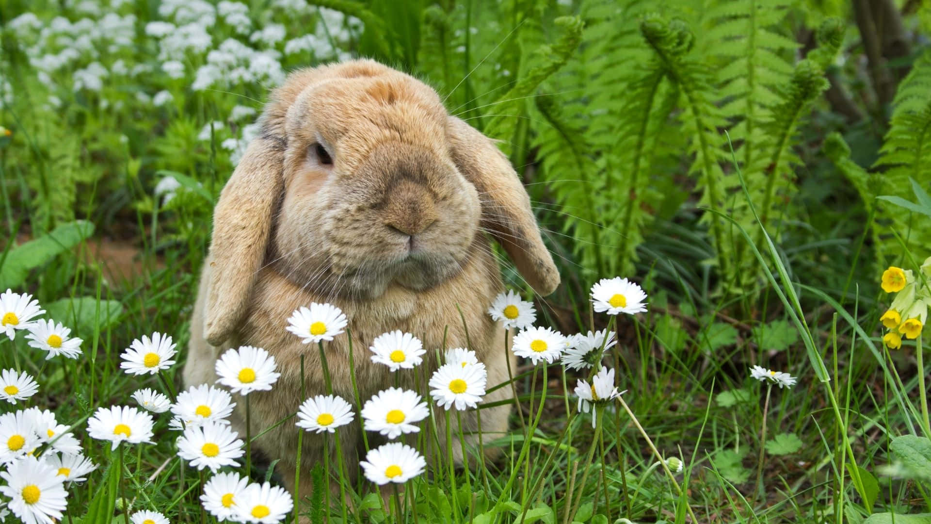Easter Bunny, fluffy brown lop-eared rabbit, vibrant green ferns, Full HD Desktop Wallpaper