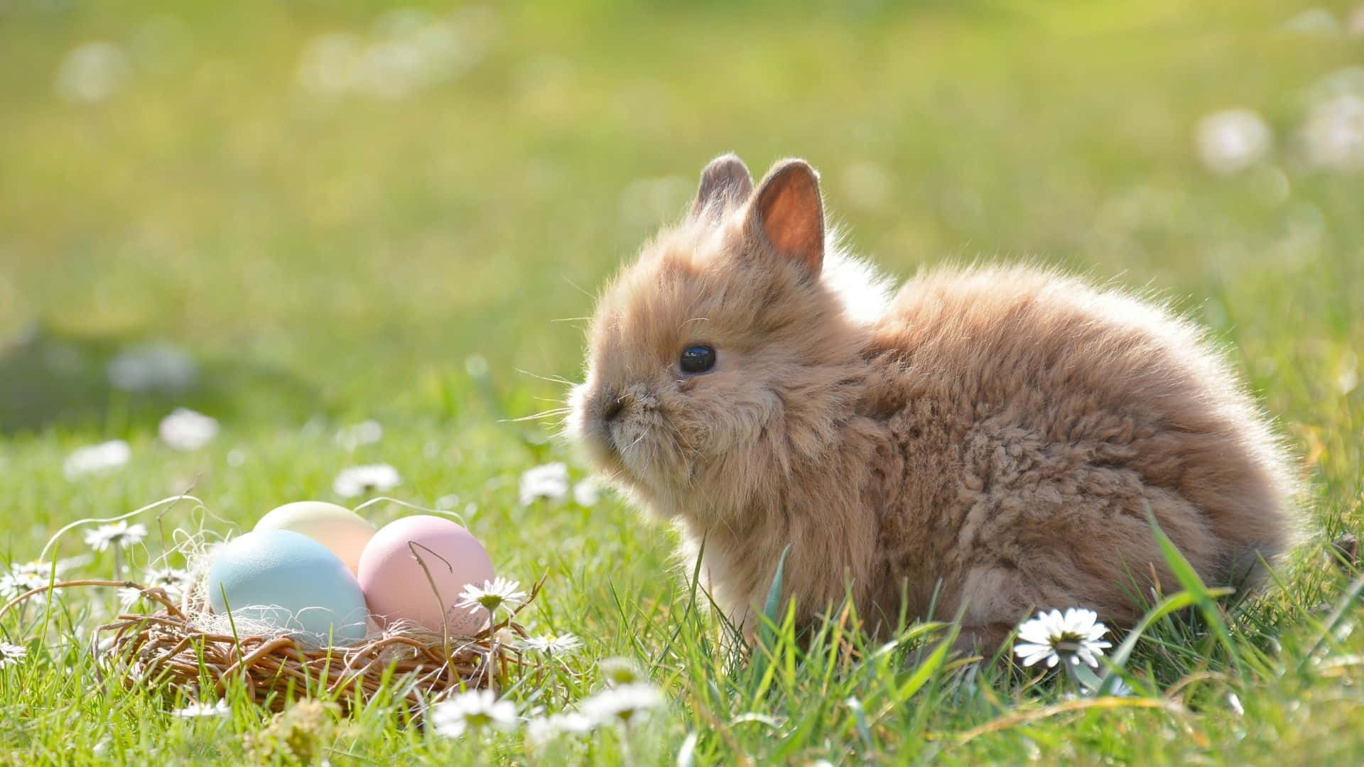 Easter Bunny, pastel Easter eggs, daisies, Full HD Desktop Wallpaper