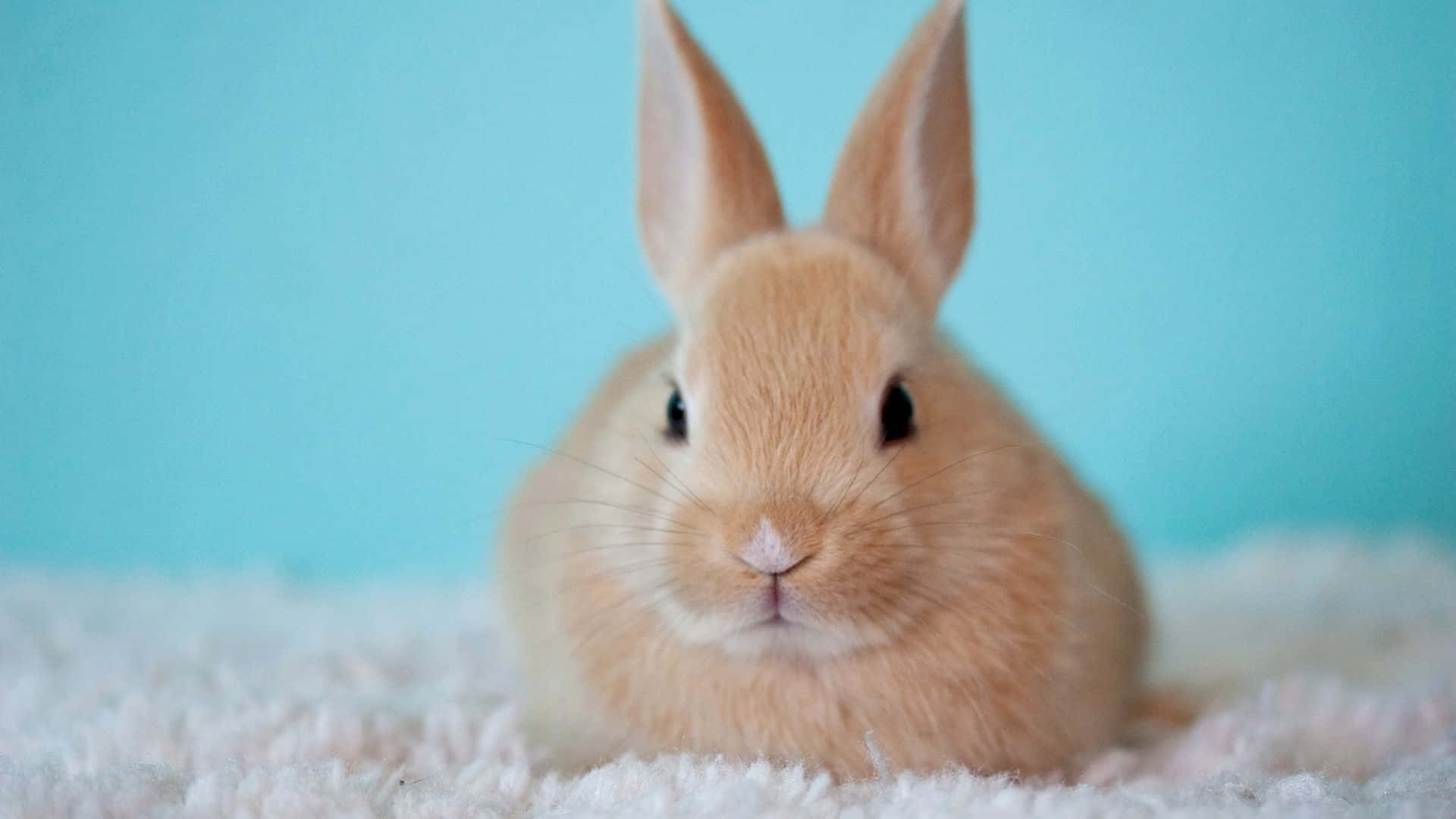 Easter Bunny, light brown, perky ears, Full HD Desktop Wallpaper