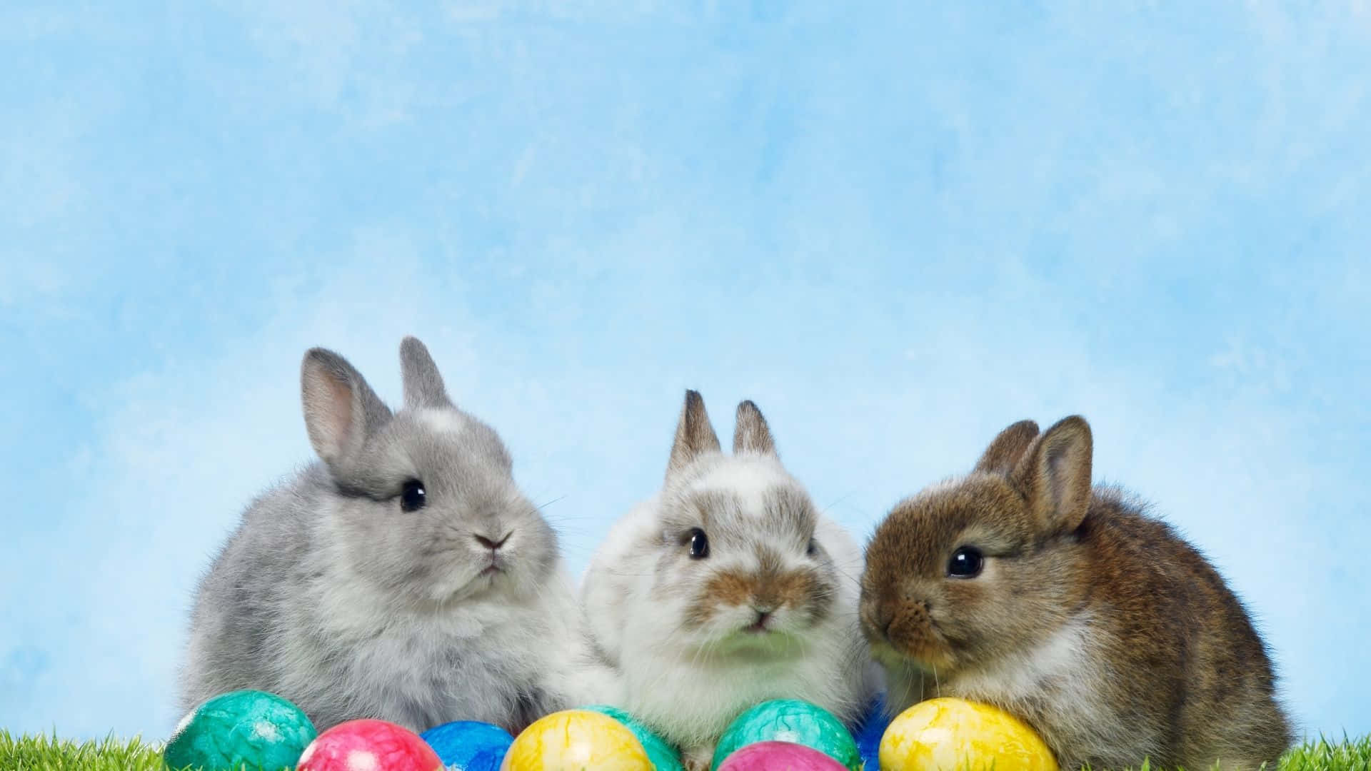 Easter Bunny, three rabbits, colorful Easter eggs, Full HD Desktop Wallpaper