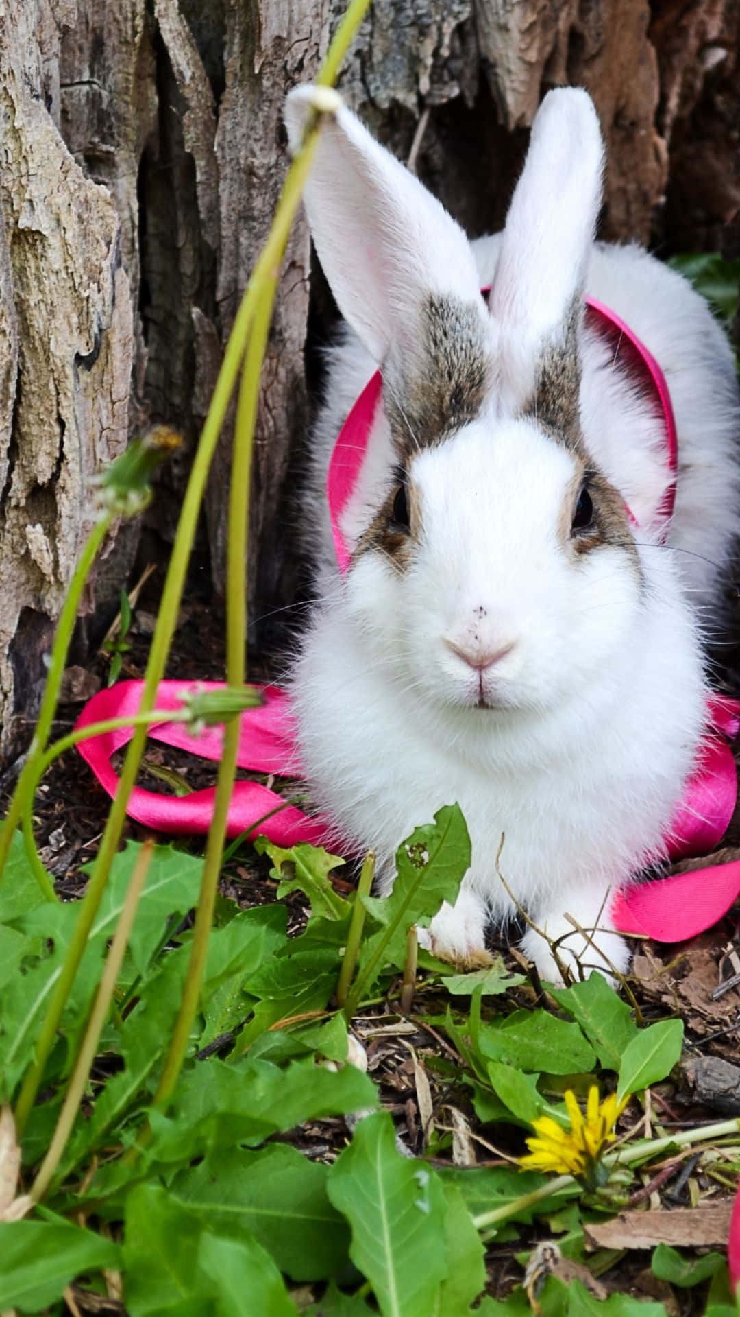 Easter Bunny, fluffy white rabbit, grey ears, Full HD Phone Wallpaper