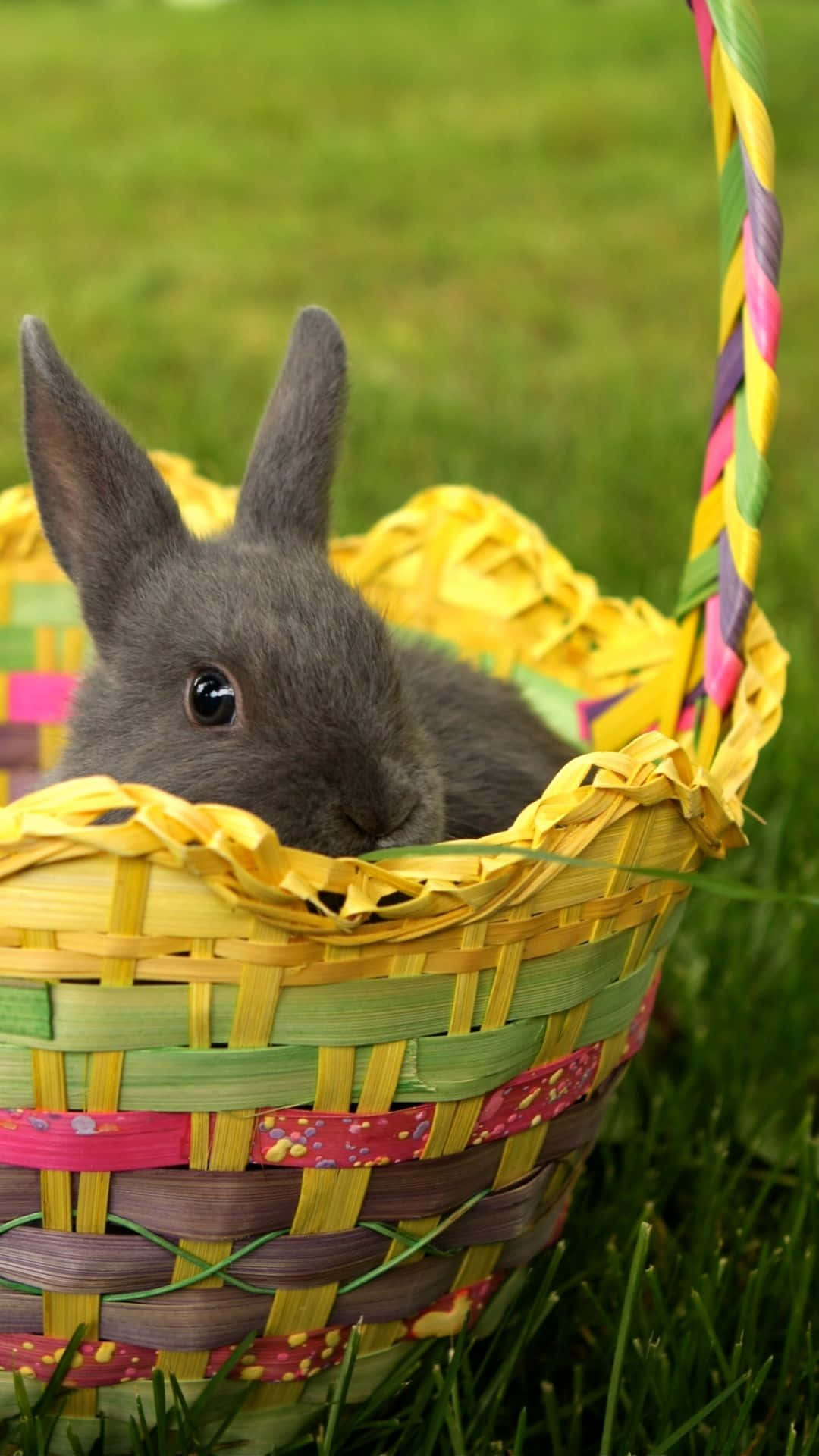 Easter Bunny, colorful woven basket, vibrant green grass, Full HD Phone Wallpaper
