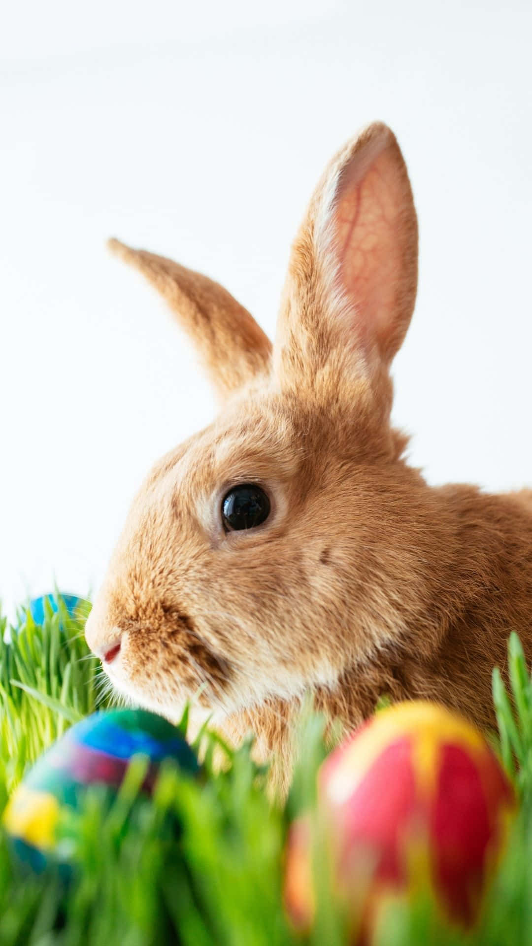 Easter Bunny, brown rabbit, vibrant green grass, Full HD Phone Wallpaper