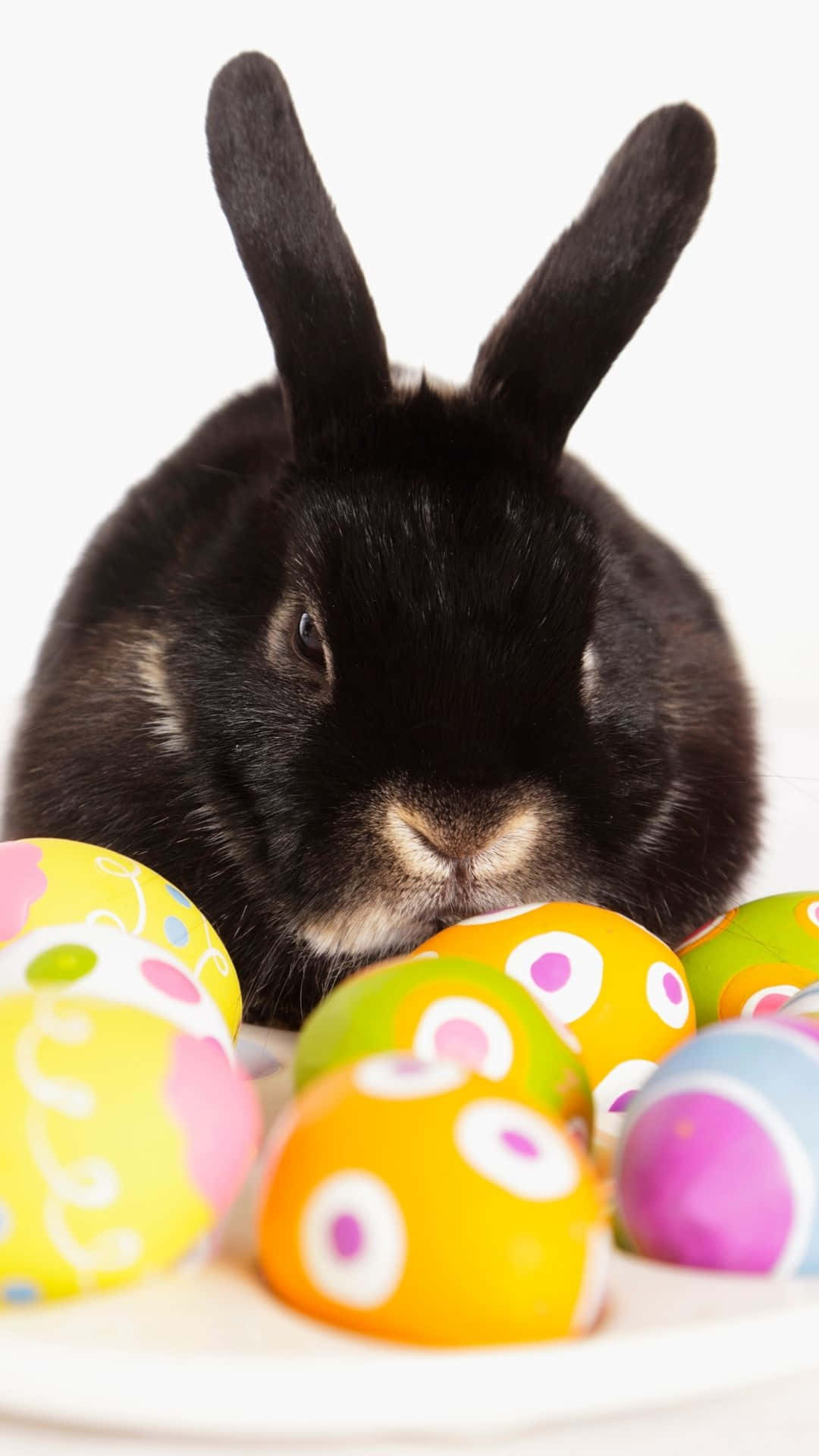 Easter Bunny, black rabbit, upright ears, Full HD Phone Wallpaper