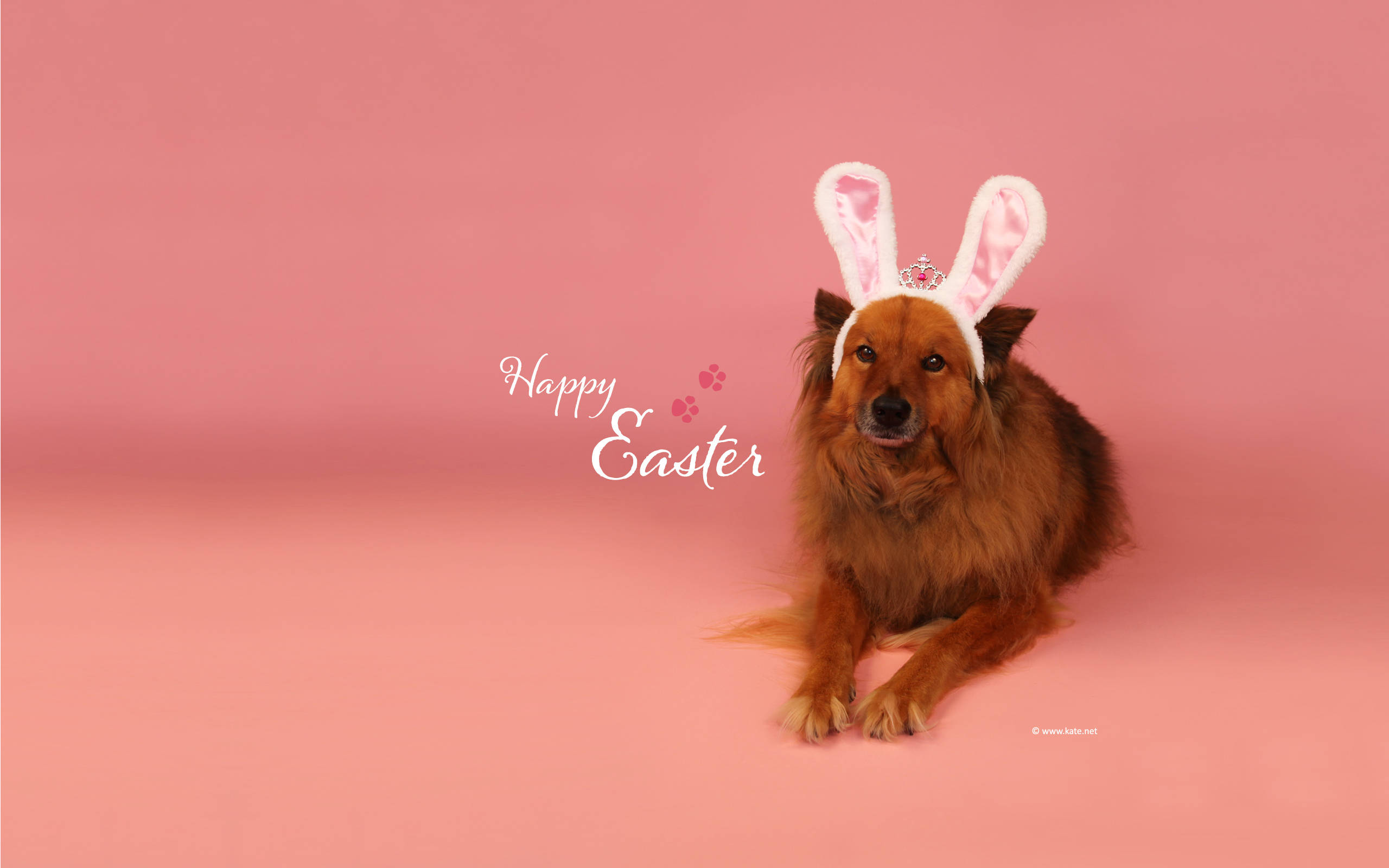 fluffy brown dog, bunny ears, soft pink background, 2K Desktop Wallpaper