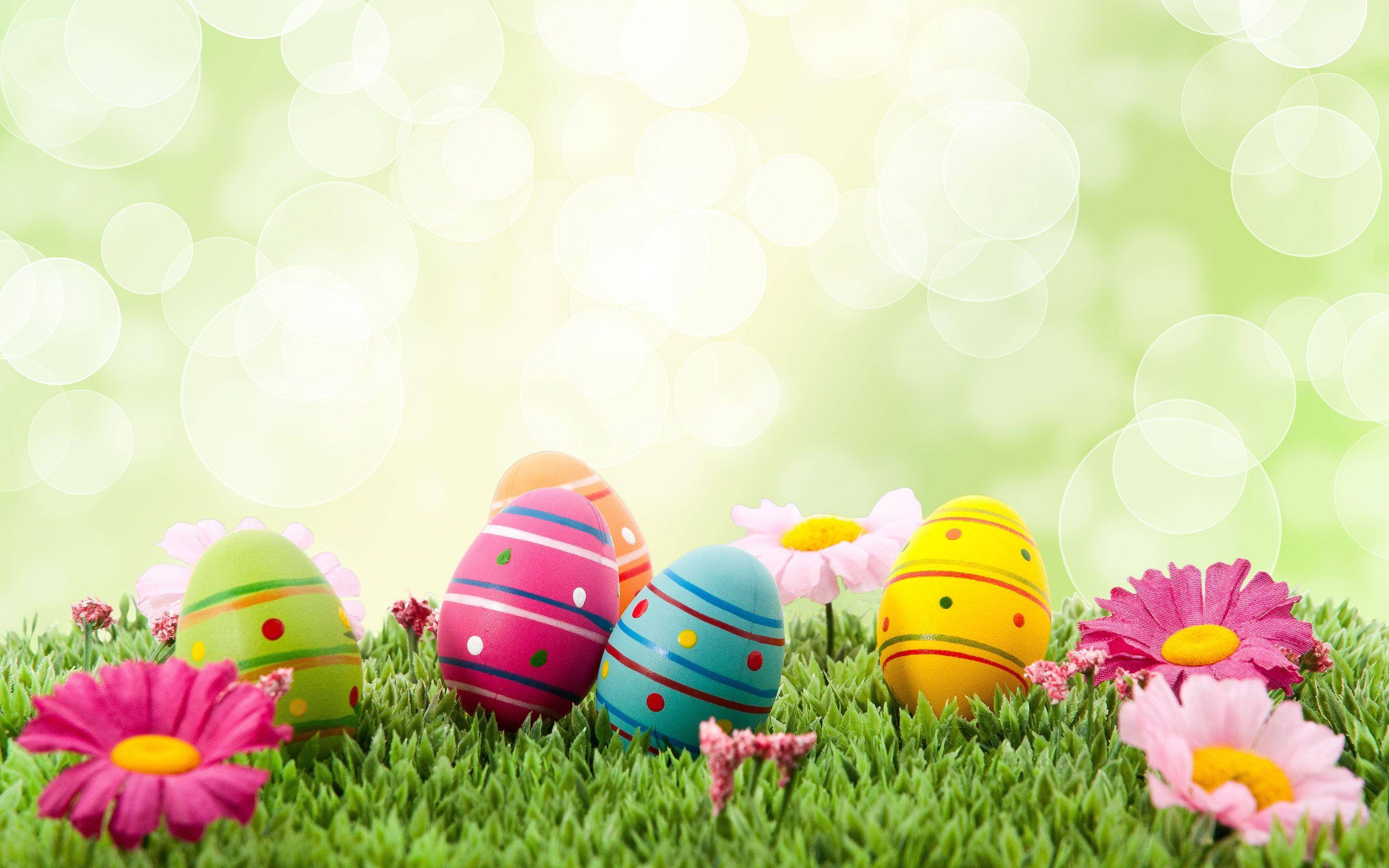 Easter Eggs, pink daisies, lush green grass, 2K Desktop Wallpaper