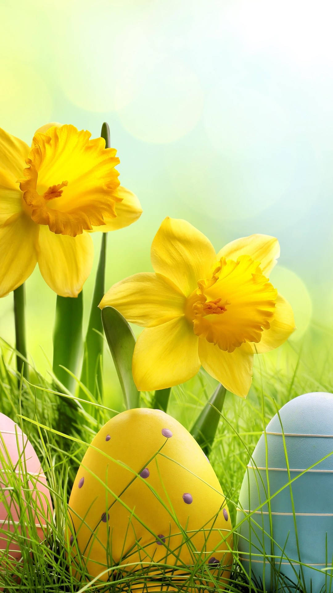 Easter, daffodils, Easter eggs, Full HD Phone Wallpaper