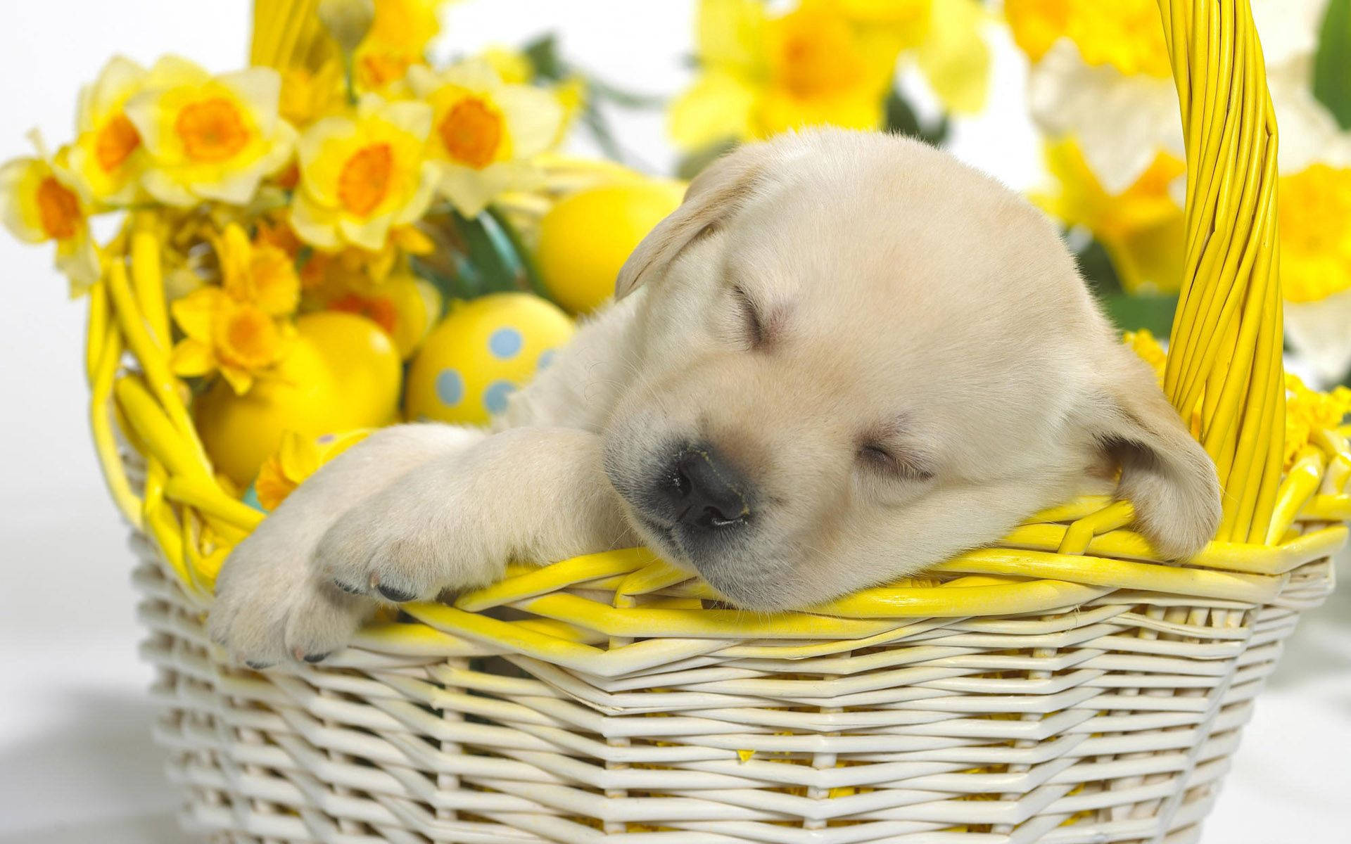 yellow Labrador puppy, white wicker basket, bright yellow daffodils, Full HD Desktop Wallpaper