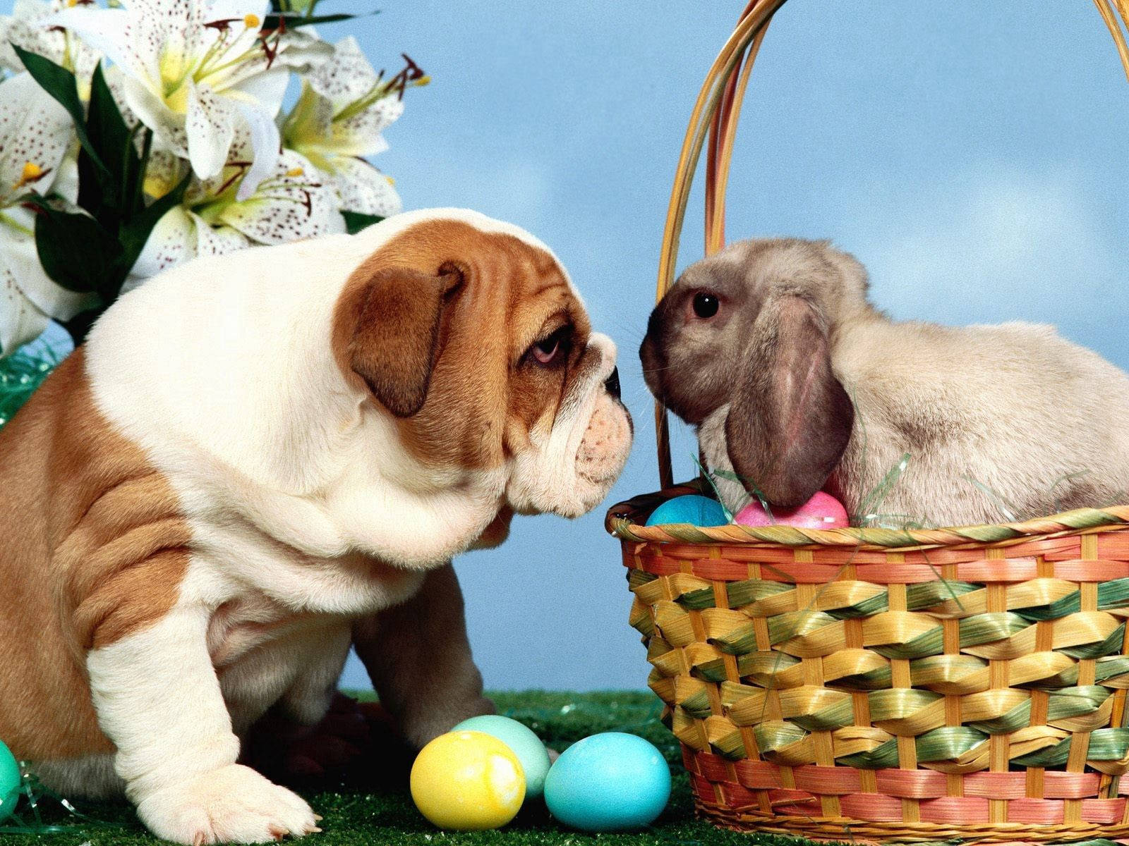 Bulldog, Rabbit, Easter basket, HD Desktop Wallpaper