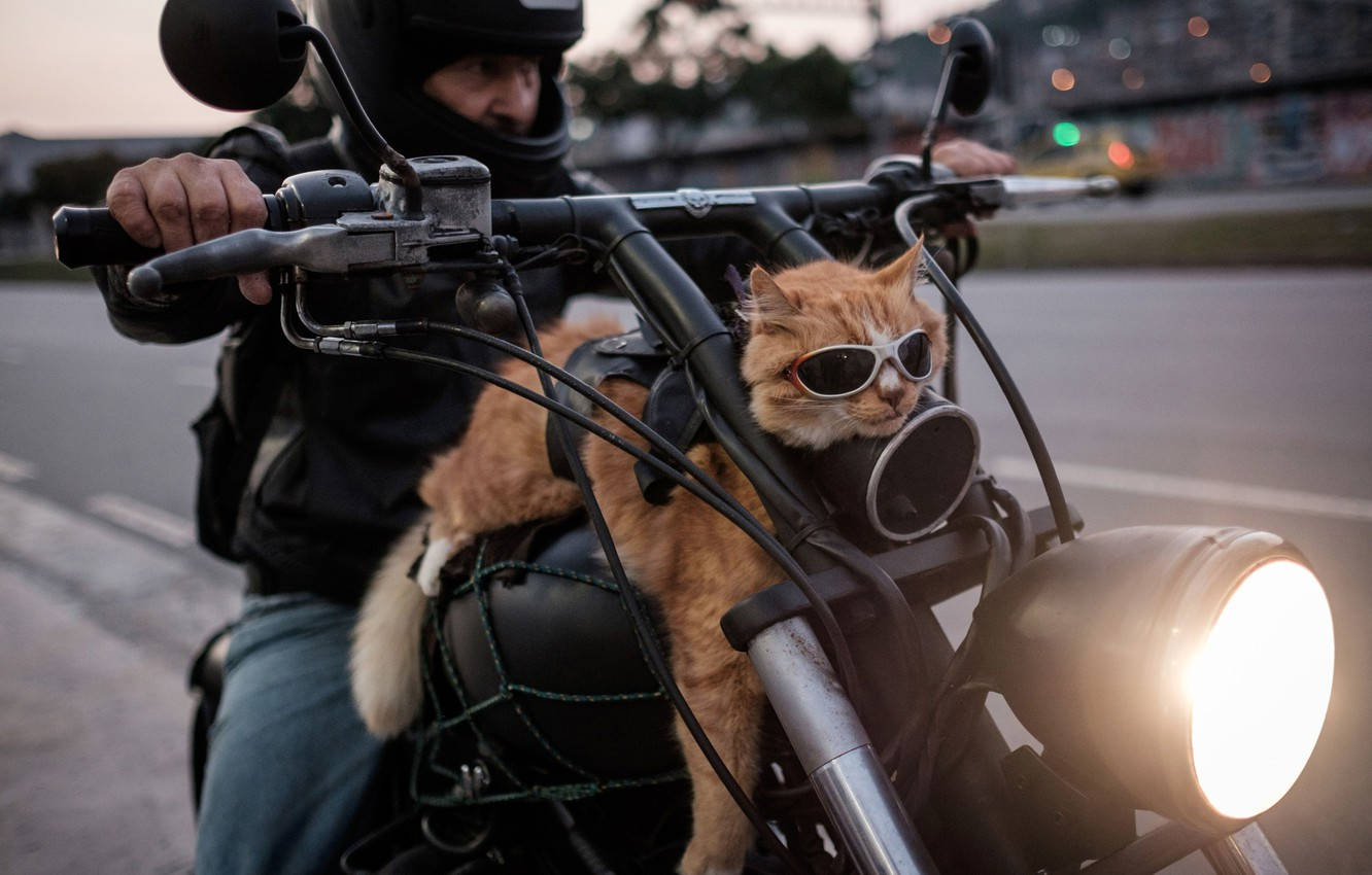 Easy Rider, ginger cat, sunglasses, HD Desktop Wallpaper