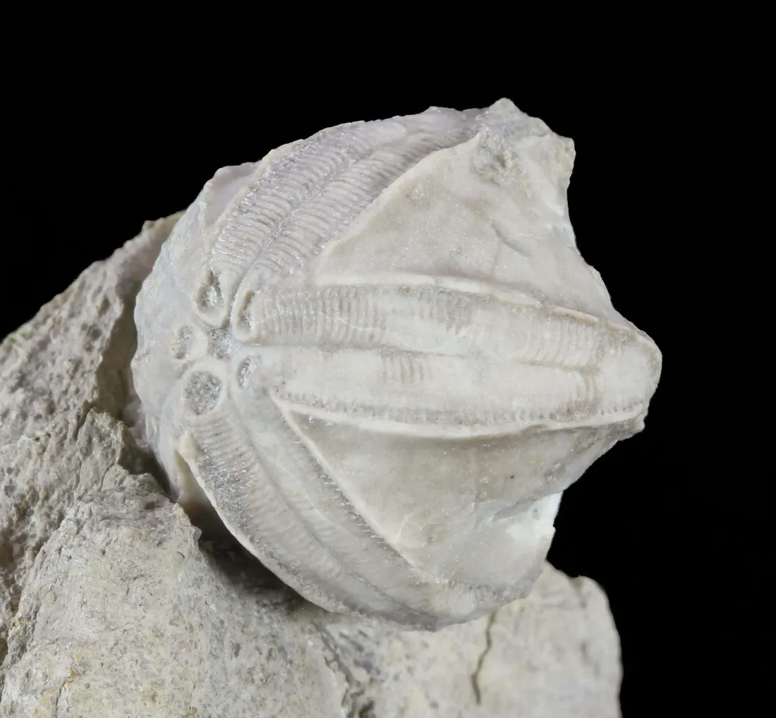 Echinoderm