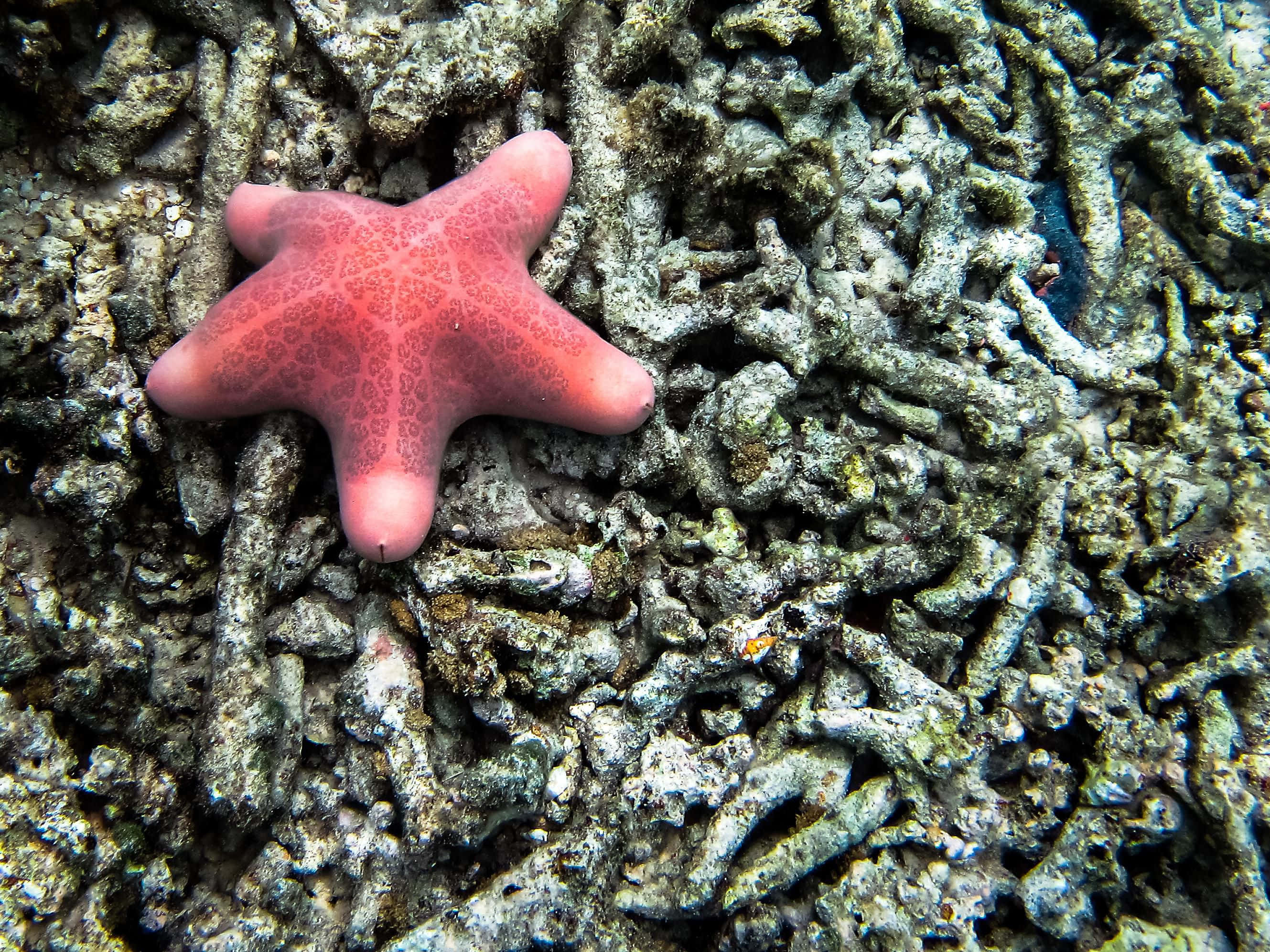 red starfish, coral reef, pink starfish, 2K Desktop Wallpaper