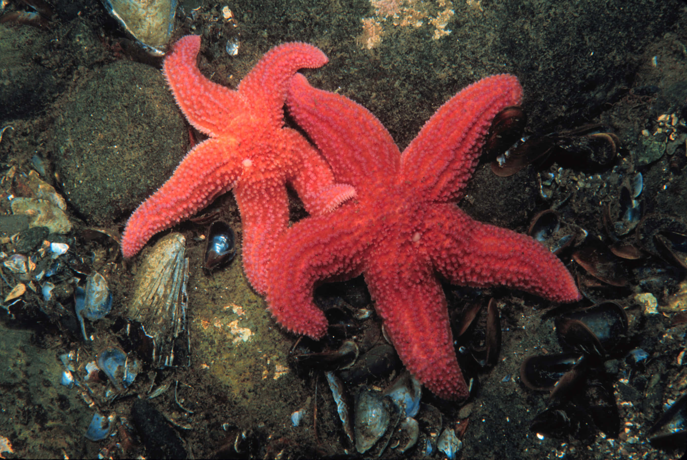 red starfish, rocky seabed, dark mussels, 2K Desktop Wallpaper