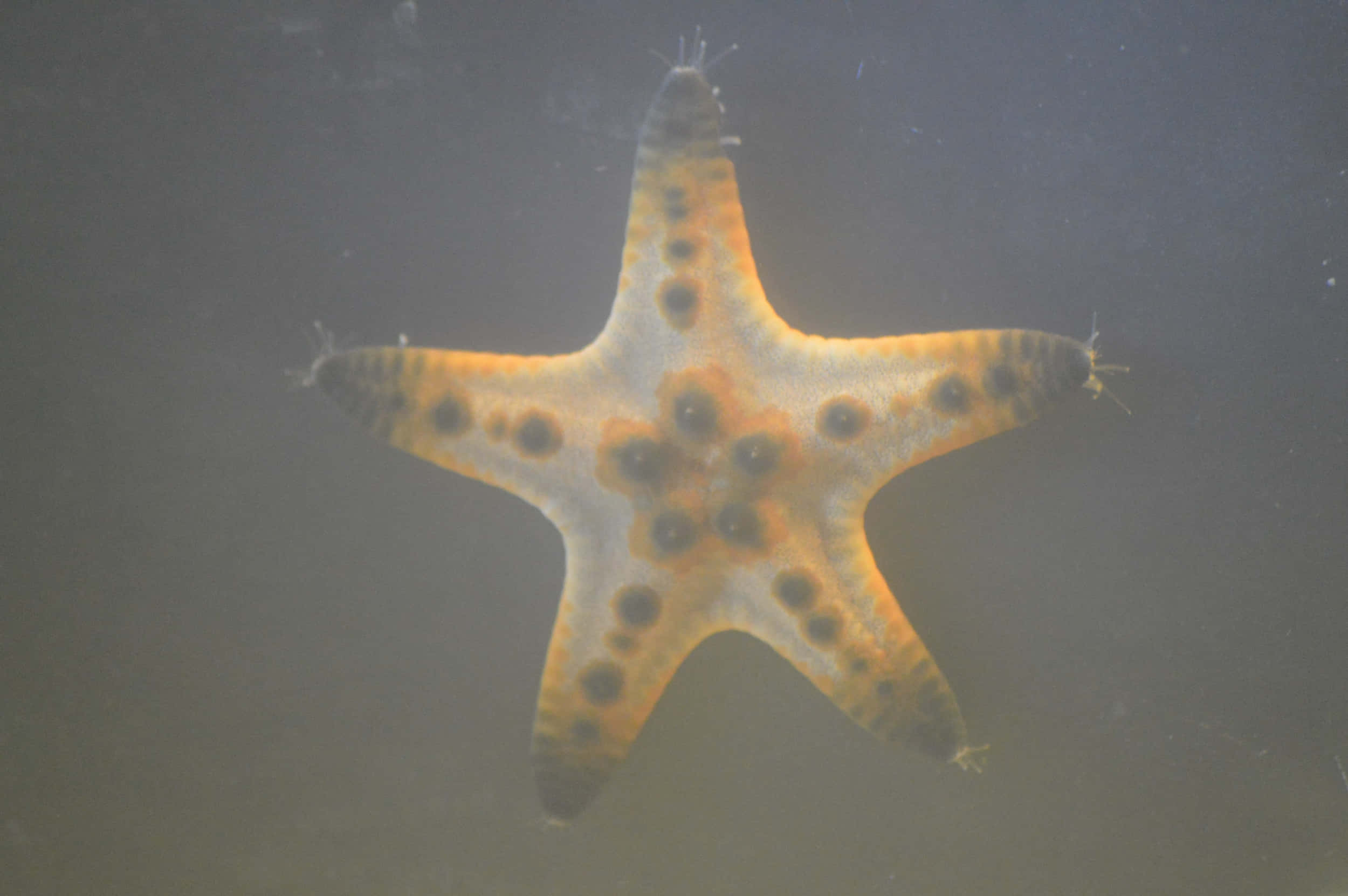 orange spotted starfish, dark spots, murky underwater backdrop, Full HD Desktop Wallpaper