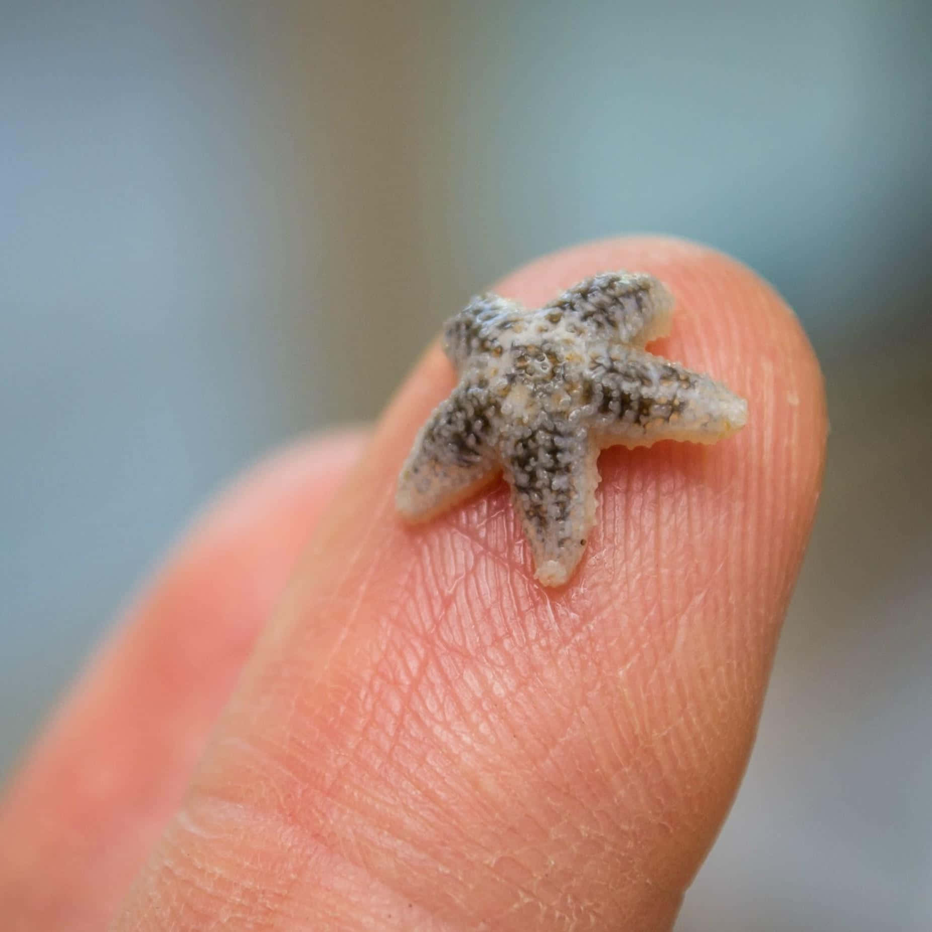 tiny starfish, human finger, soft blurred background, HD Desktop Wallpaper