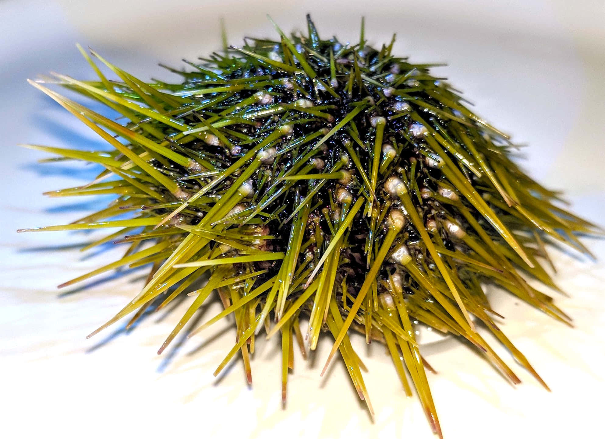 green sea urchin, vibrant green spines, dark body, Full HD Desktop Wallpaper