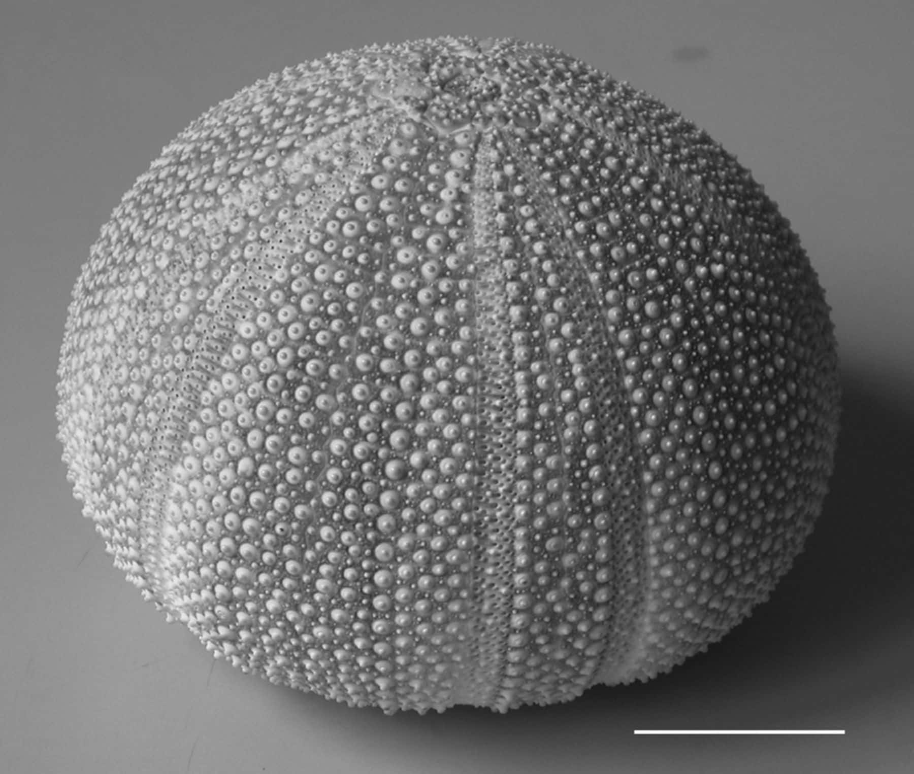 sea urchin shell, grayscale, macro shot, HD Desktop Wallpaper