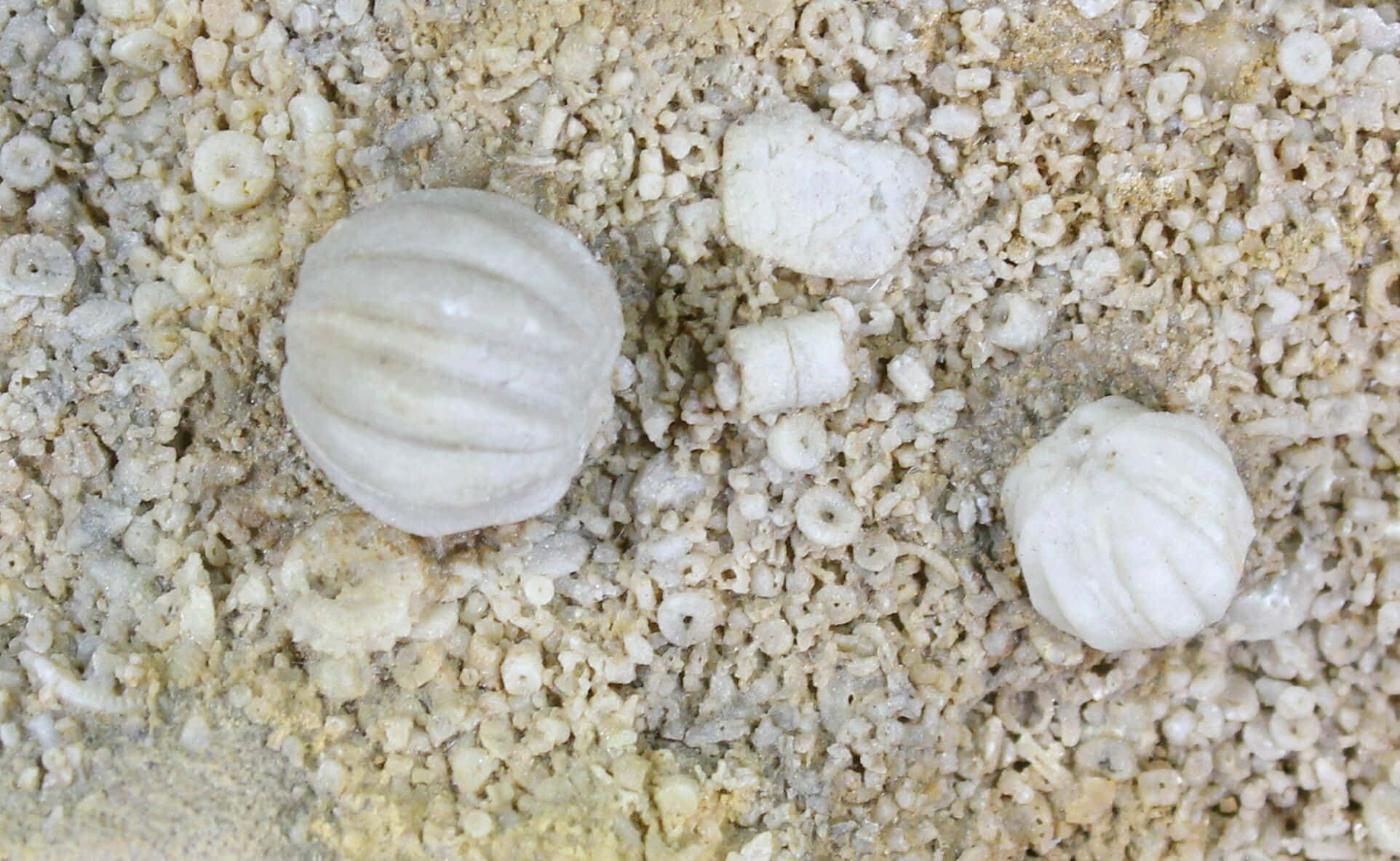 echinoderm, sand dollar fossils, white ribbed shells, Full HD Desktop Wallpaper