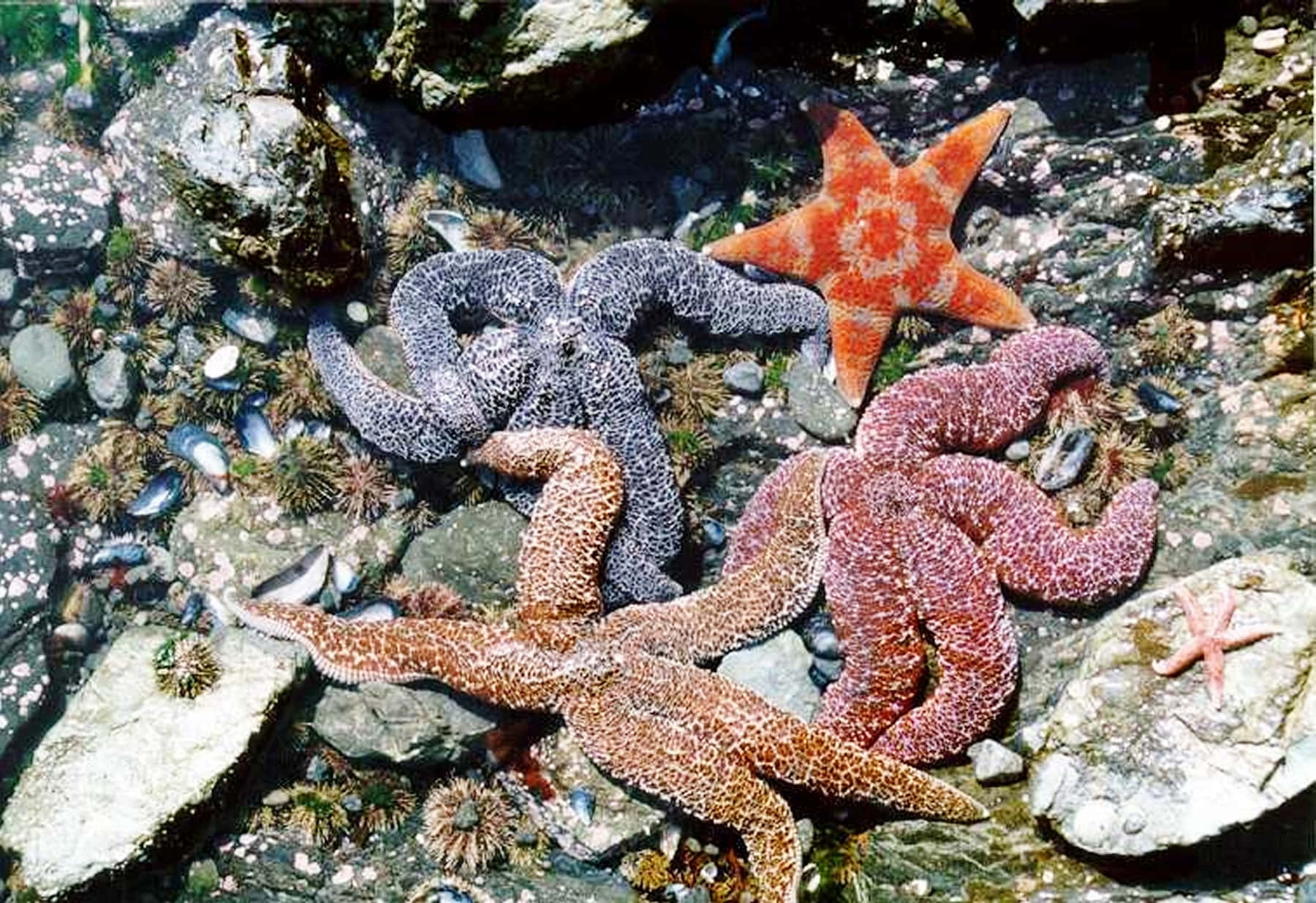 colorful starfish, tidal pool, vibrant orange pink and gray, HD Desktop Wallpaper