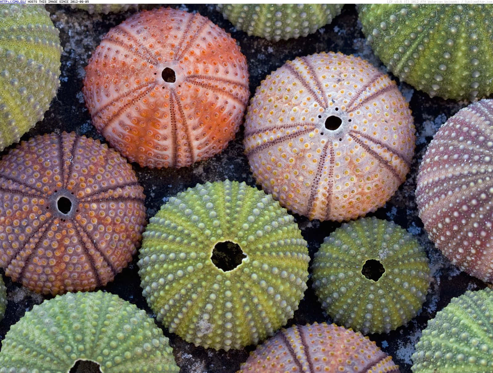 colorful sea urchin shells, textured spines, central holes, HD Desktop Wallpaper