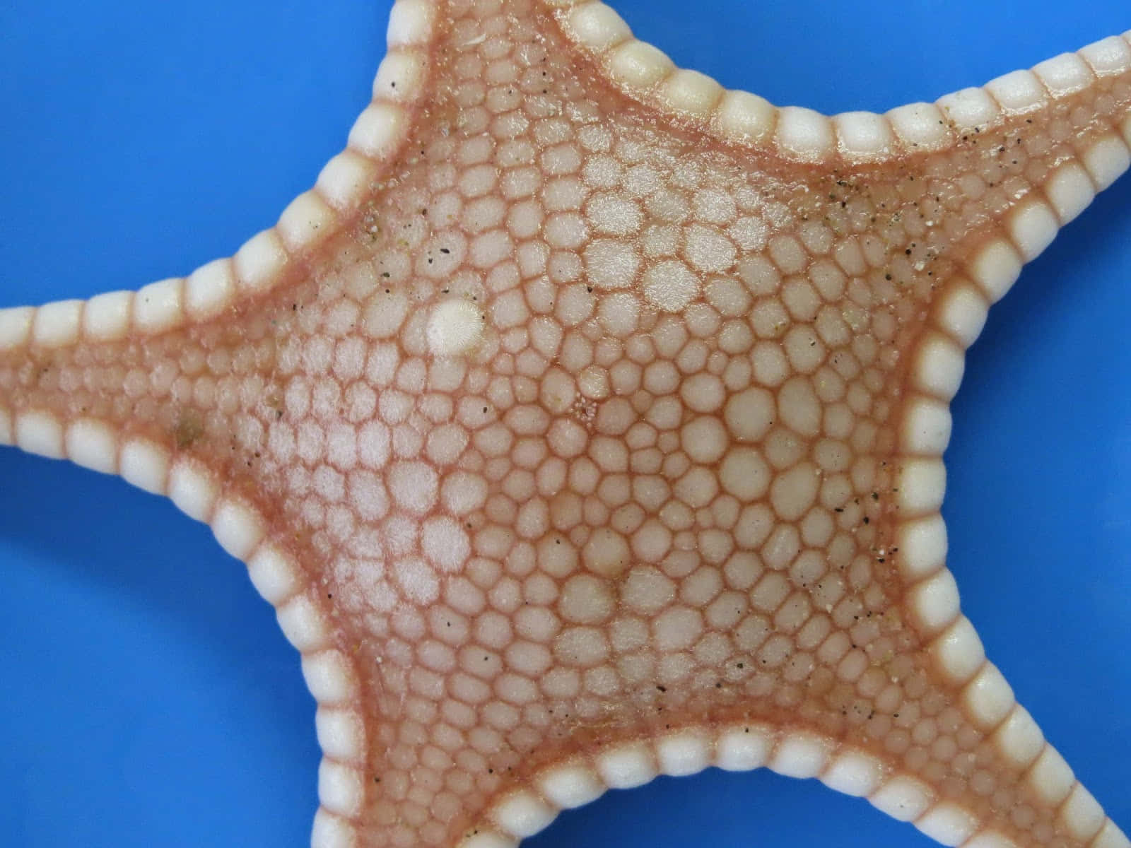 starfish, textured beige and white skin, vibrant blue background, HD Desktop Wallpaper