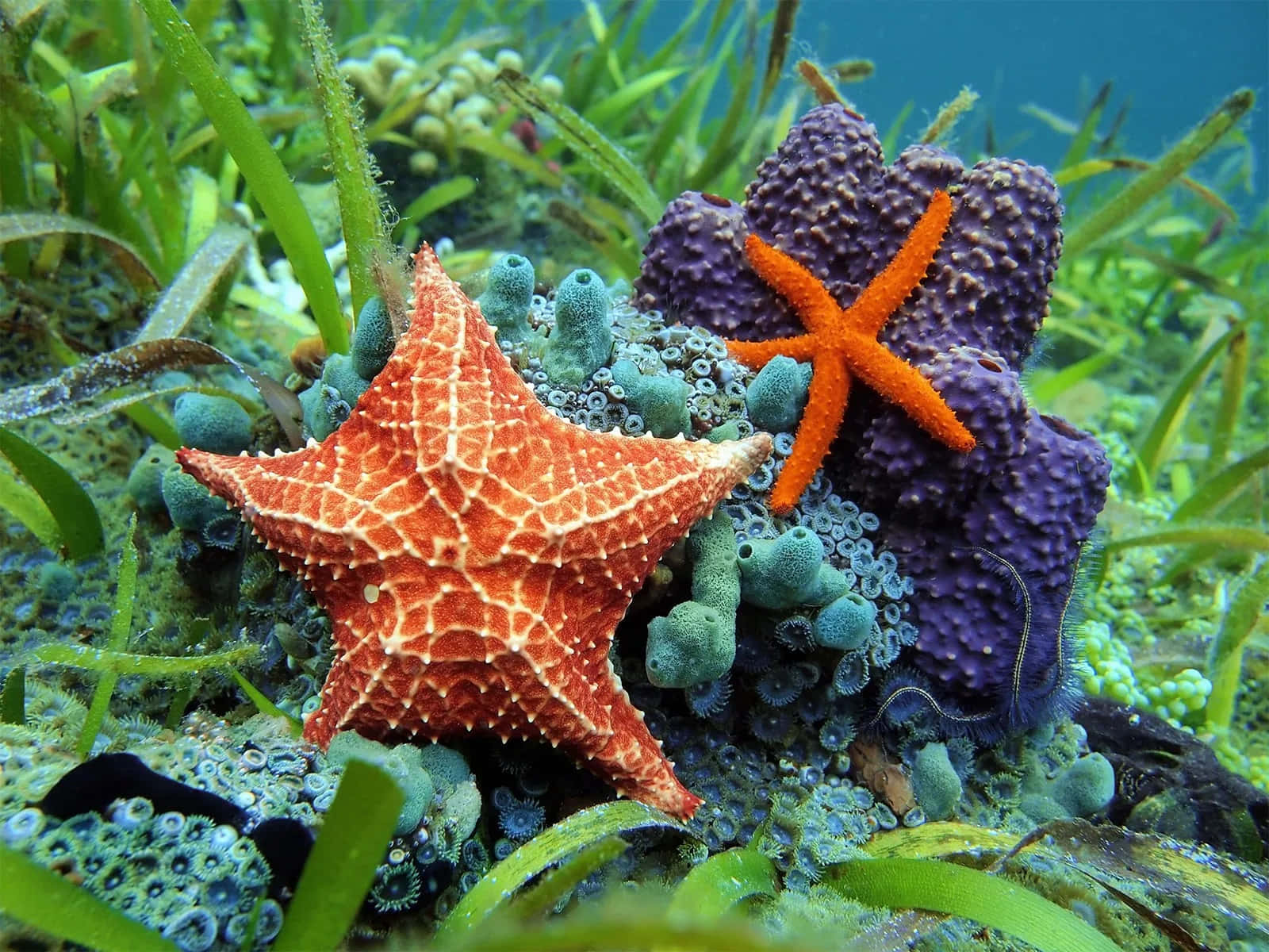 colorful starfish, purple and teal coral, swaying green sea grass, HD Desktop Wallpaper