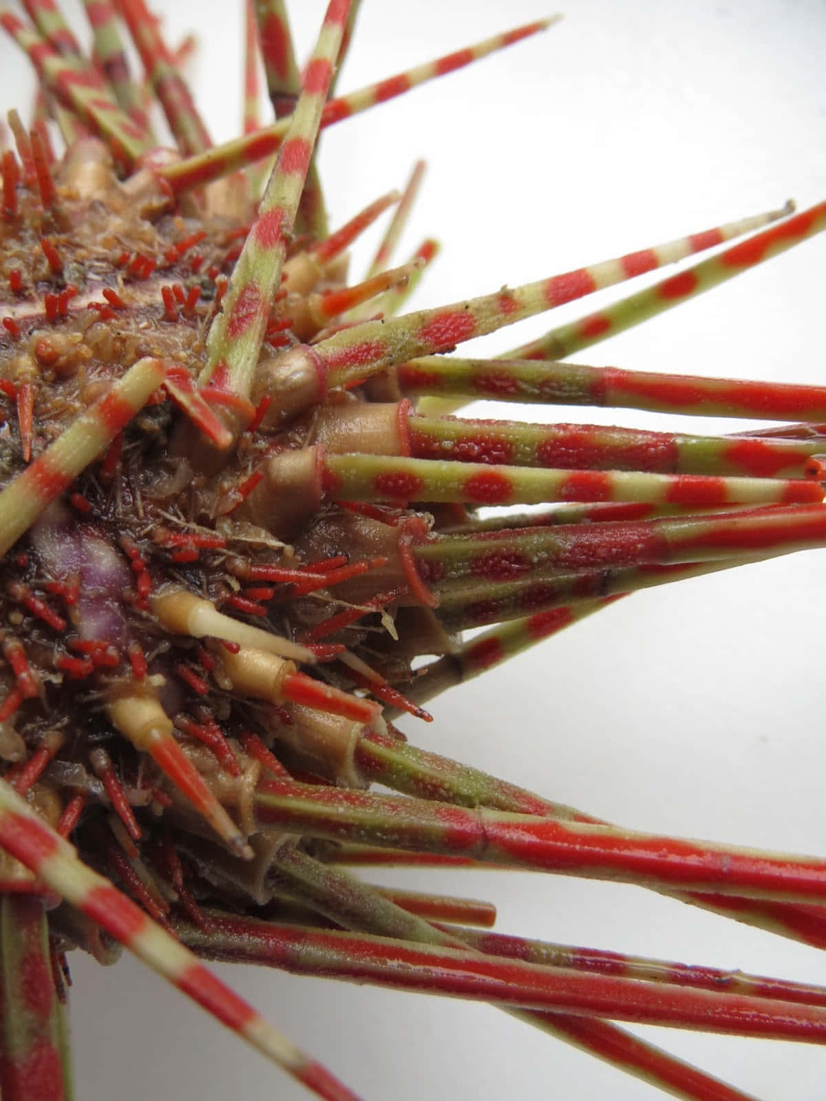 sea urchin, long spines, red and green striped, HD Phone Wallpaper