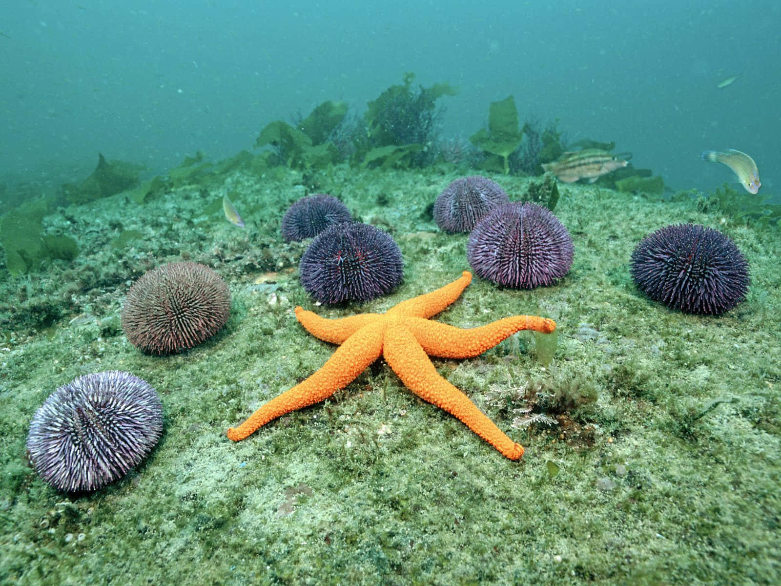 vibrant orange starfish, green seabed, purple and brown sea urchins, HD Desktop Wallpaper