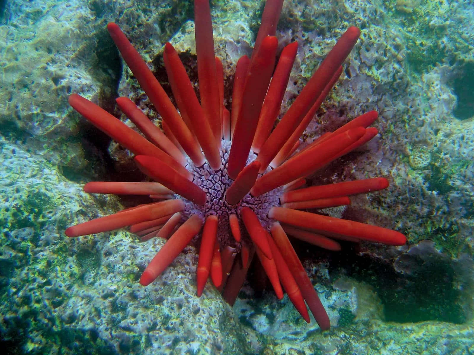 red sea urchin, textured coral reef, clear blue-green water, HD Desktop Wallpaper