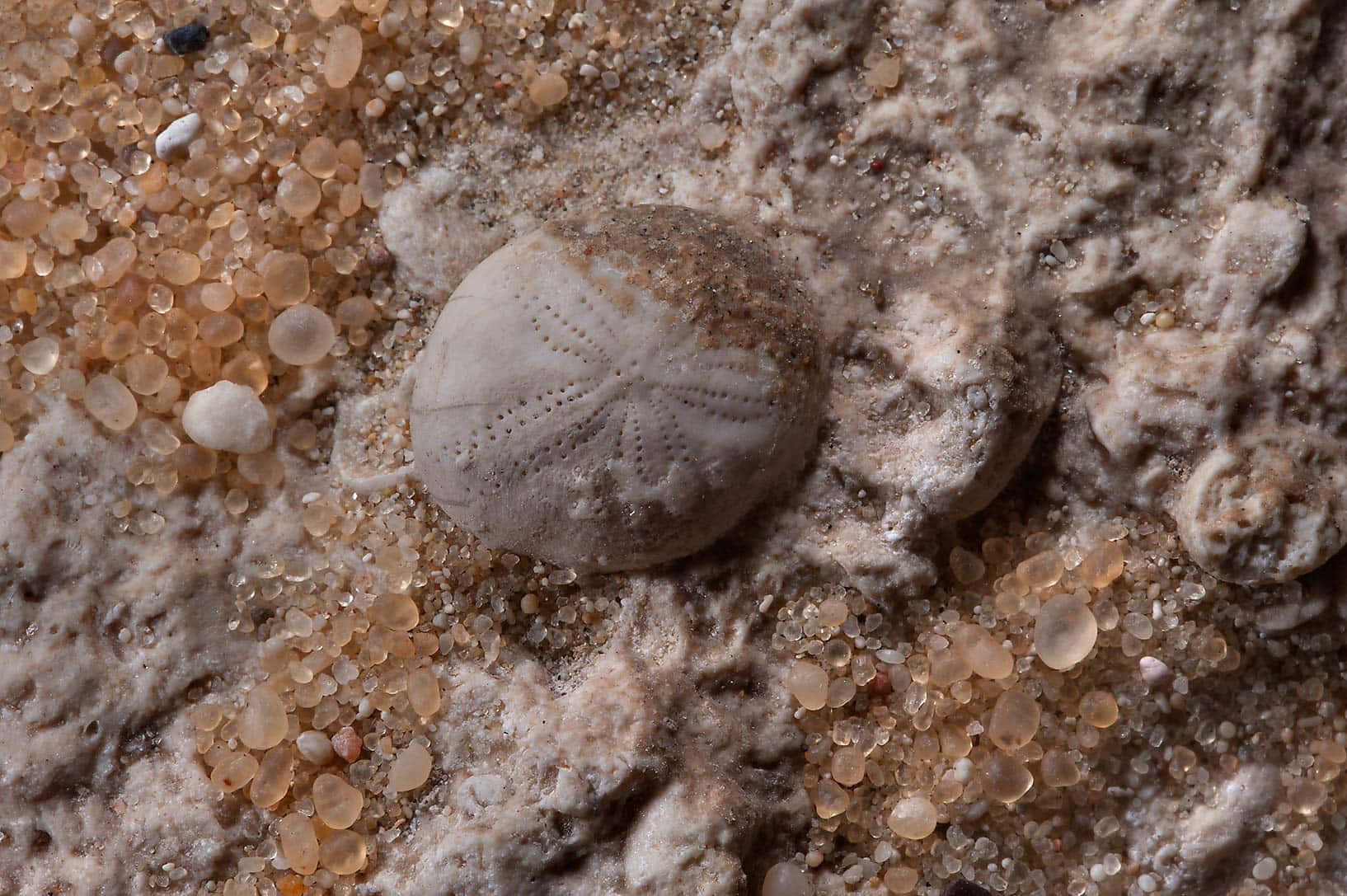 sand dollar, textured sand, glassy grains, HD Desktop Wallpaper