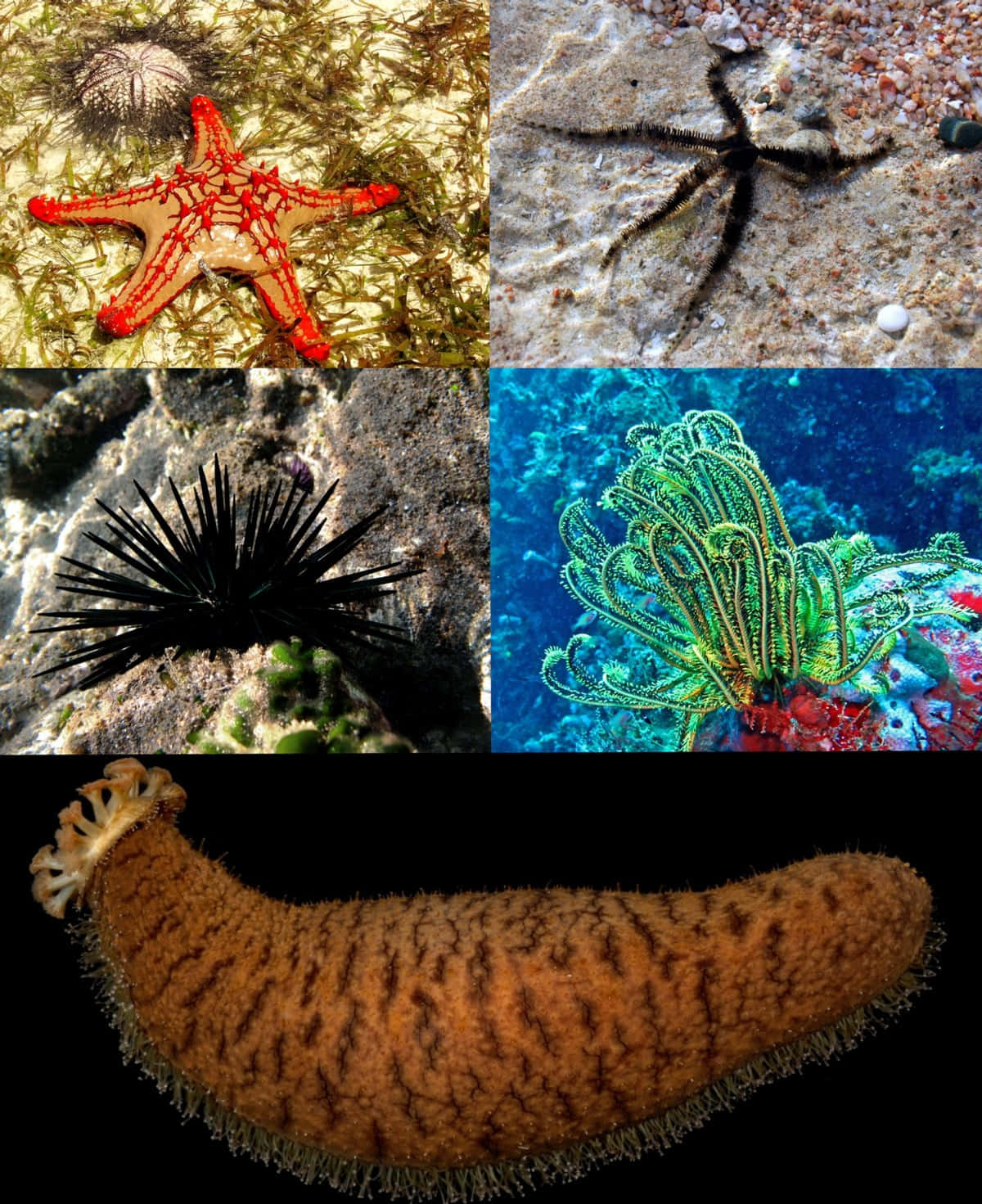 echinoderm, starfish, sea urchins, HD Phone Wallpaper