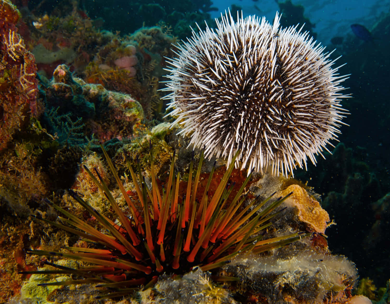 sea urchin, sea star, colorful coral reef, HD Desktop Wallpaper