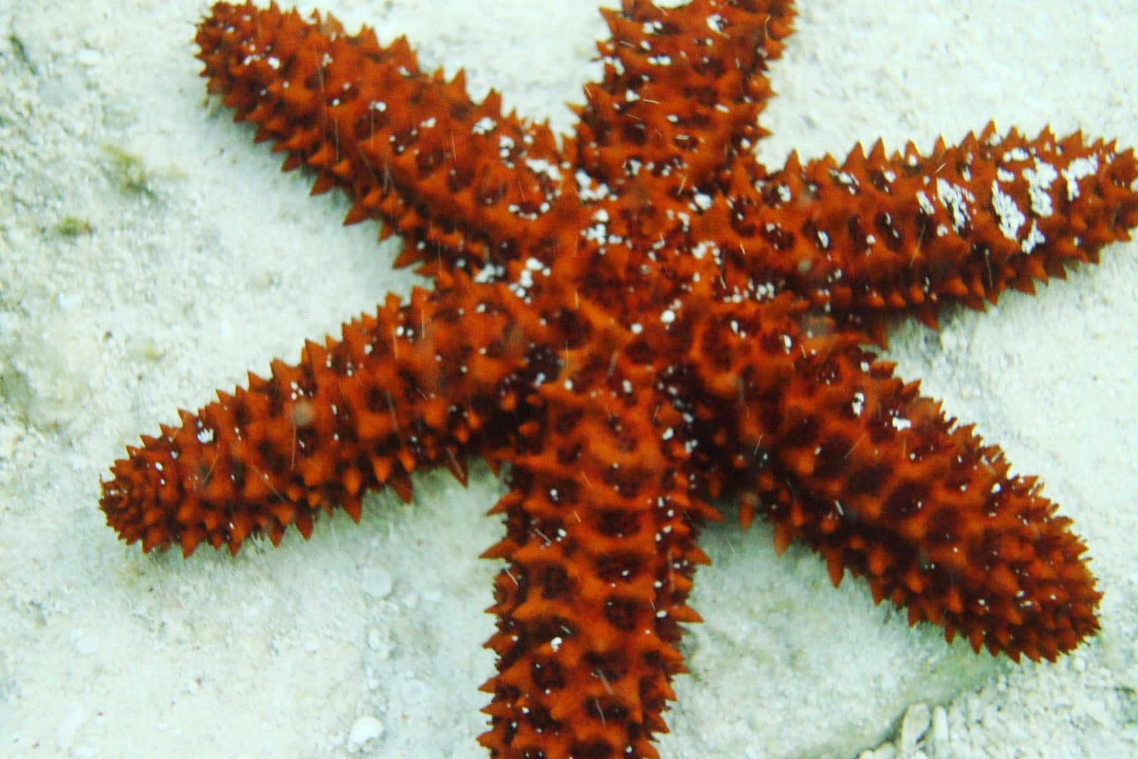 Echinoderm, starfish, ocean bed, HD Desktop Wallpaper