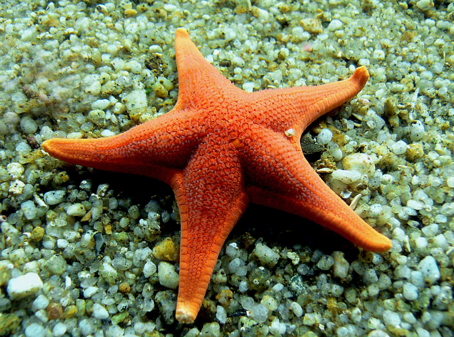 vibrant orange starfish, multicolored pebbles, underwater habitat, HD Desktop Wallpaper