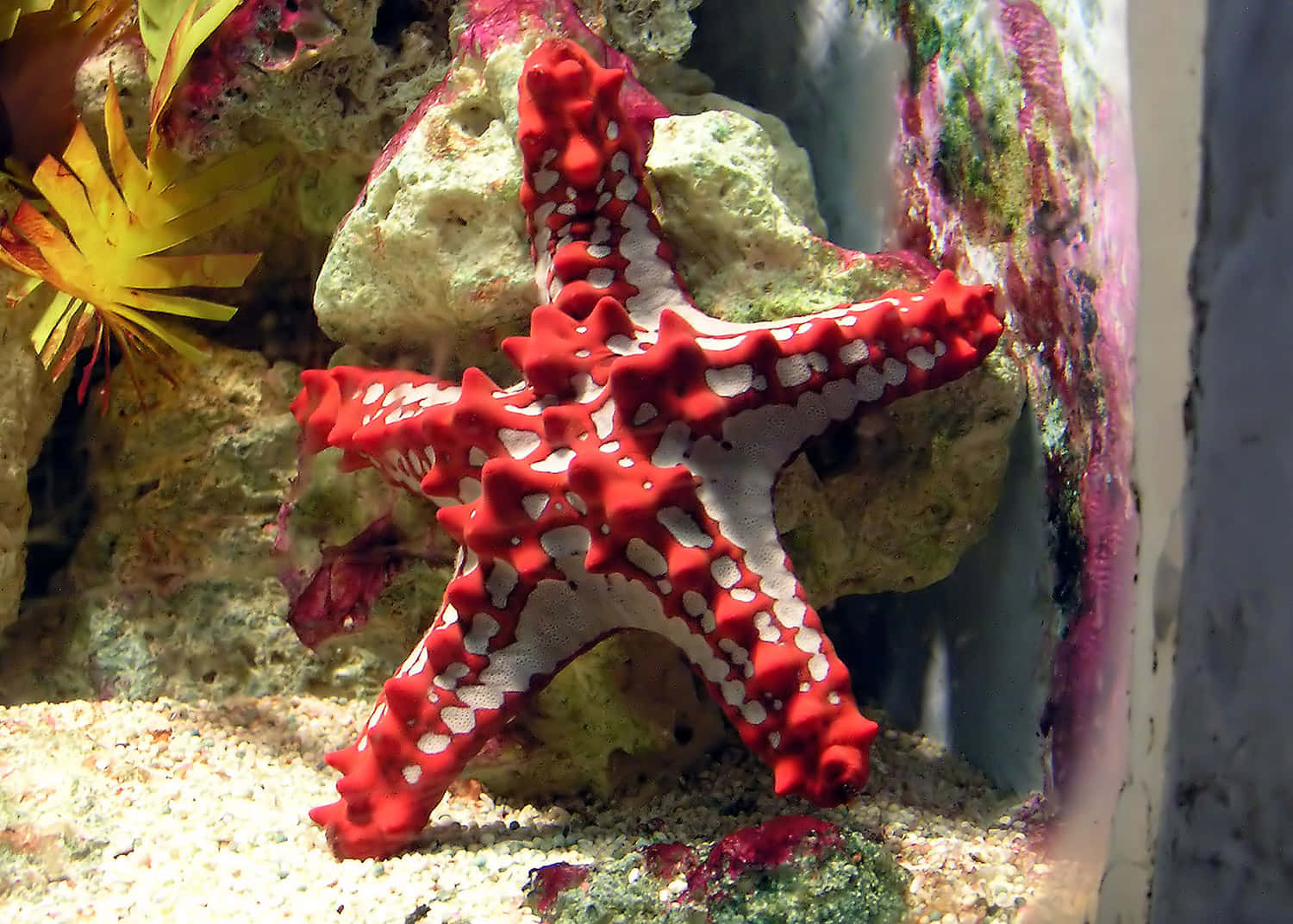 red knobbed starfish, textured coral, sandy bottom, HD Desktop Wallpaper