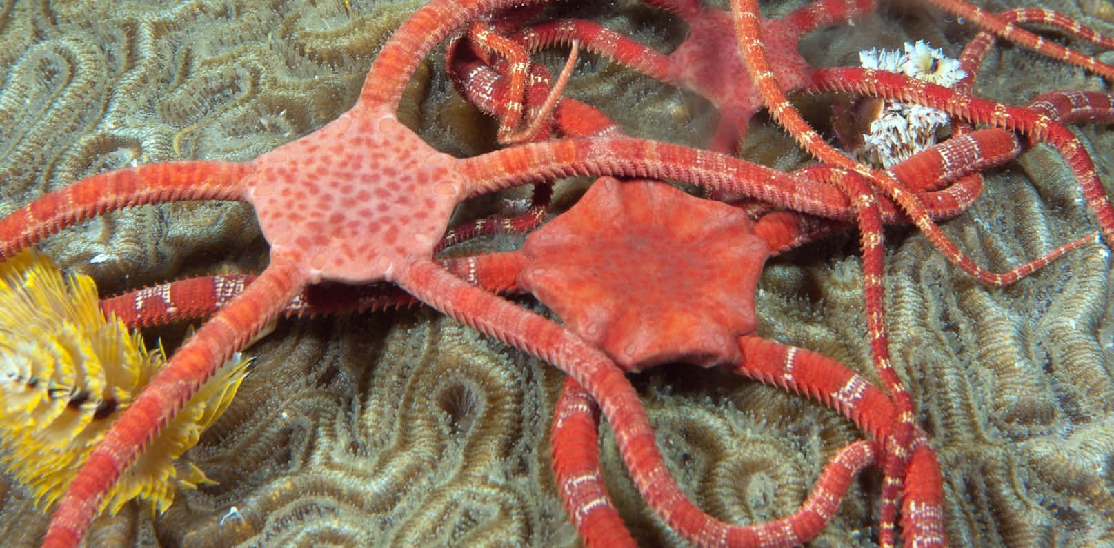 brittle stars, sea star, brain coral reef, HD Desktop Wallpaper