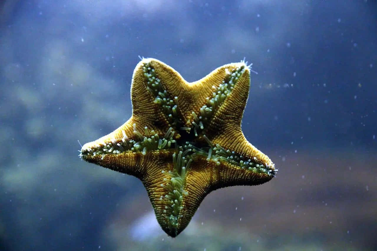 starfish, golden, green tube feet, HD Desktop Wallpaper