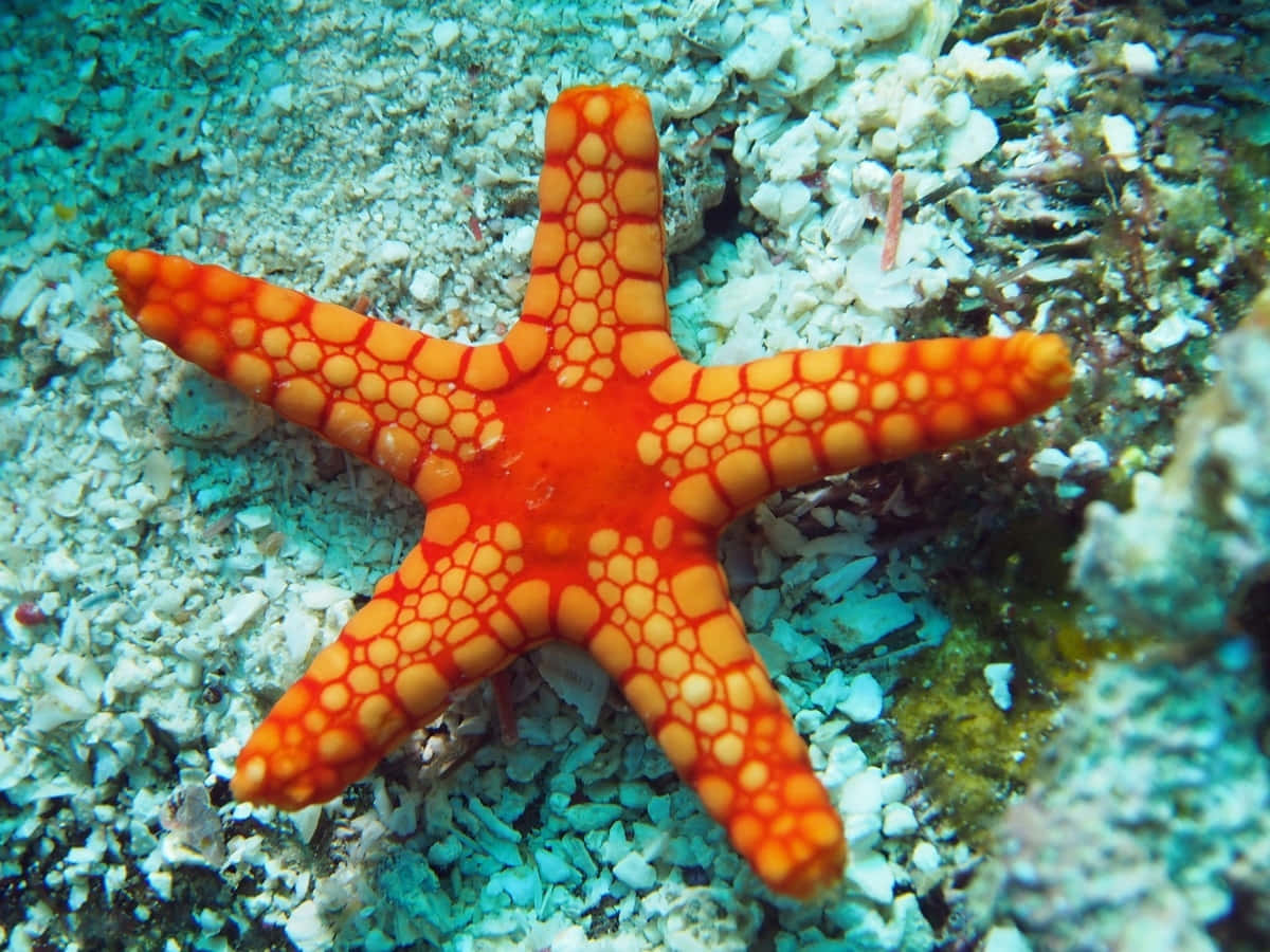 vibrant orange starfish, bubble-like texture, sandy ocean floor, SD Desktop Wallpaper