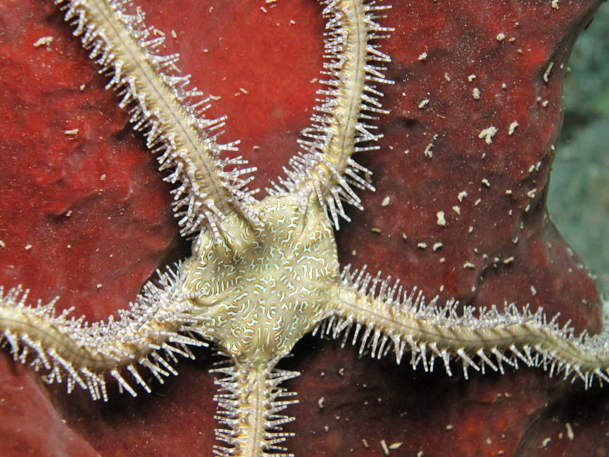 brittle star, red coral, textured surface, SD Desktop Wallpaper