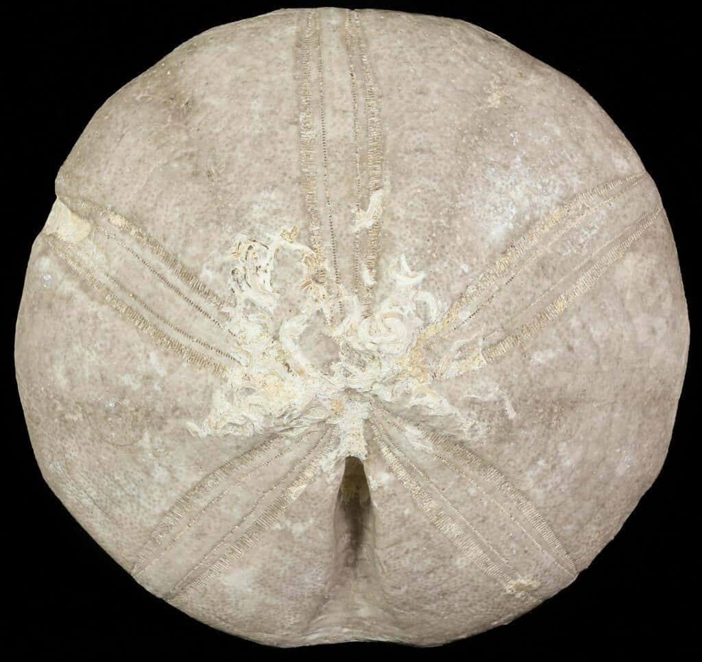 sand dollar, light beige, radial ridges, SD Desktop Wallpaper