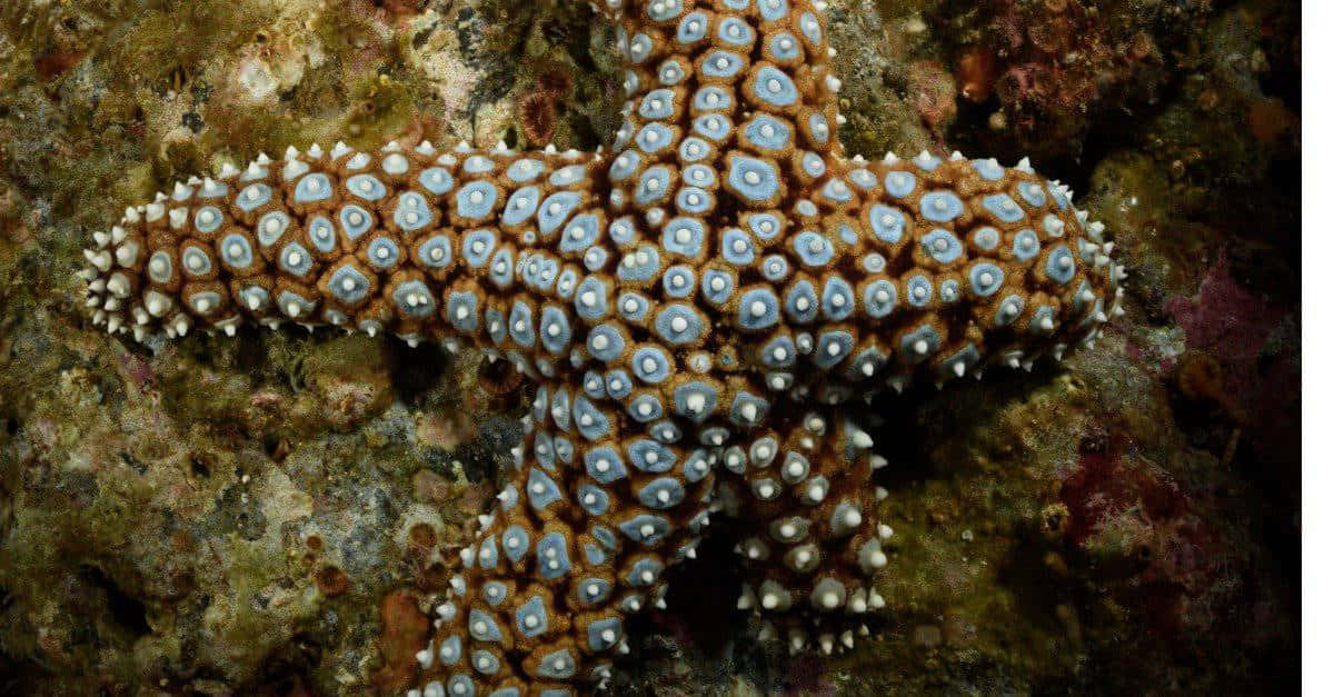 blue ringed starfish, rocky seabed, textured coral reef, SD Desktop Wallpaper